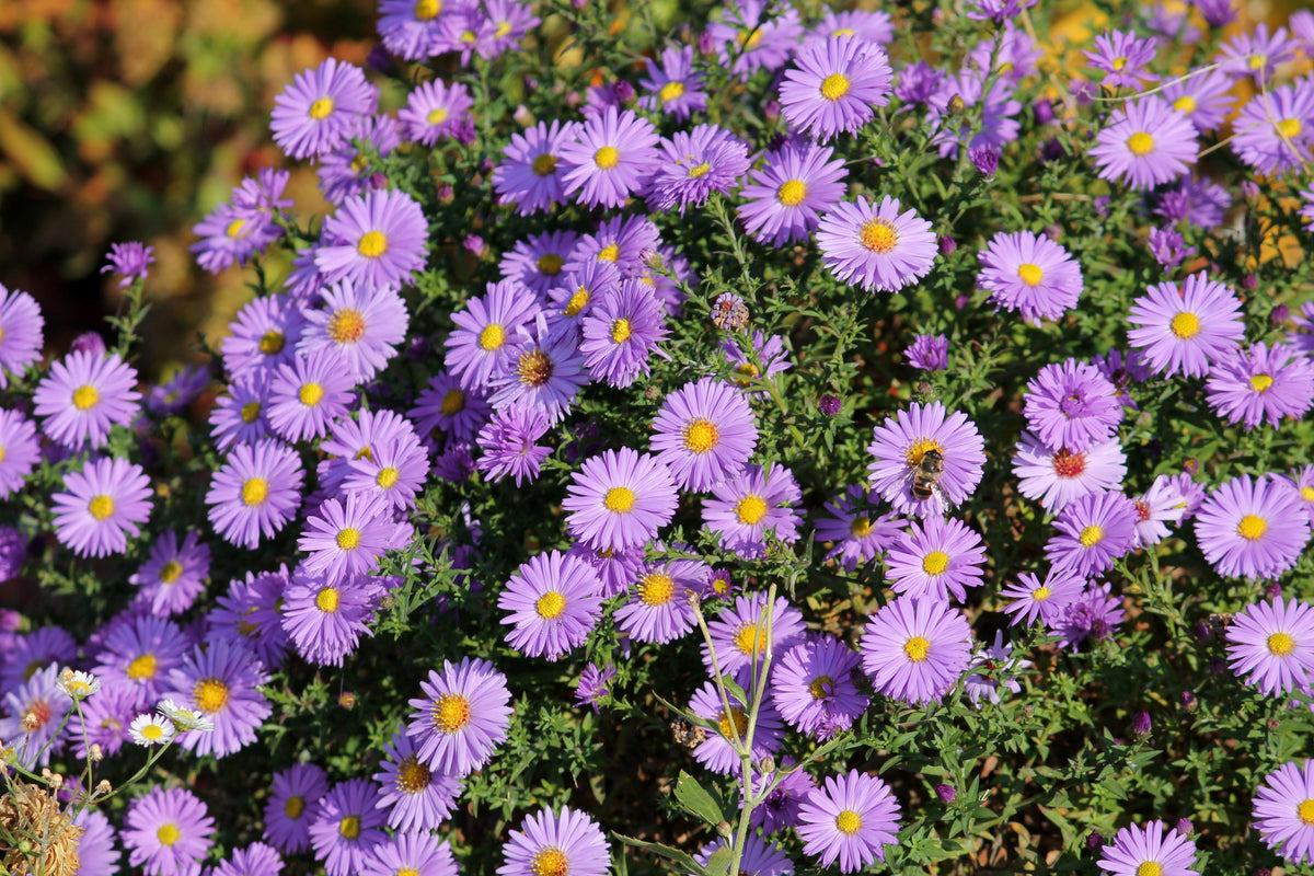 100 Purple NEW ENGLAND ASTER (Michaelmas Daisy) Aster Novae var Angliae Flower Seeds