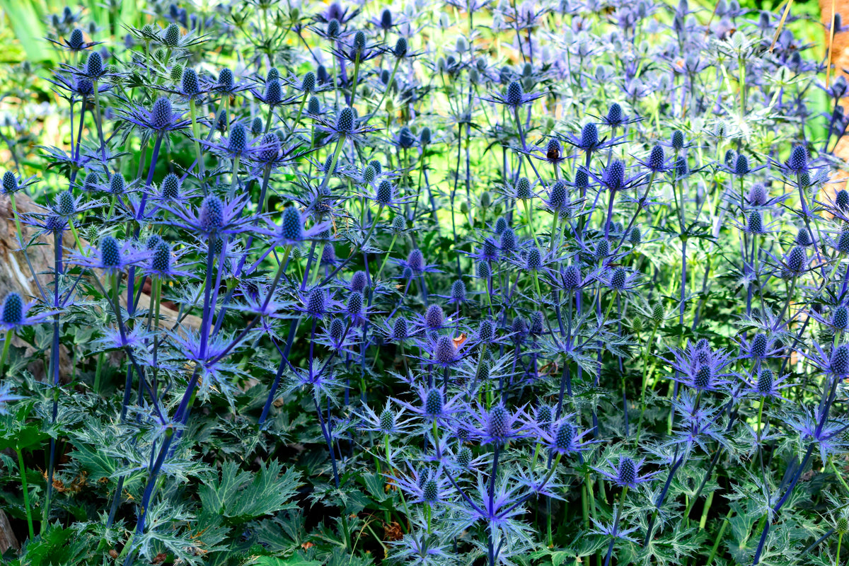 25 BLUE Star SEA HOLLY Eryngium Alpinum Flower Seeds