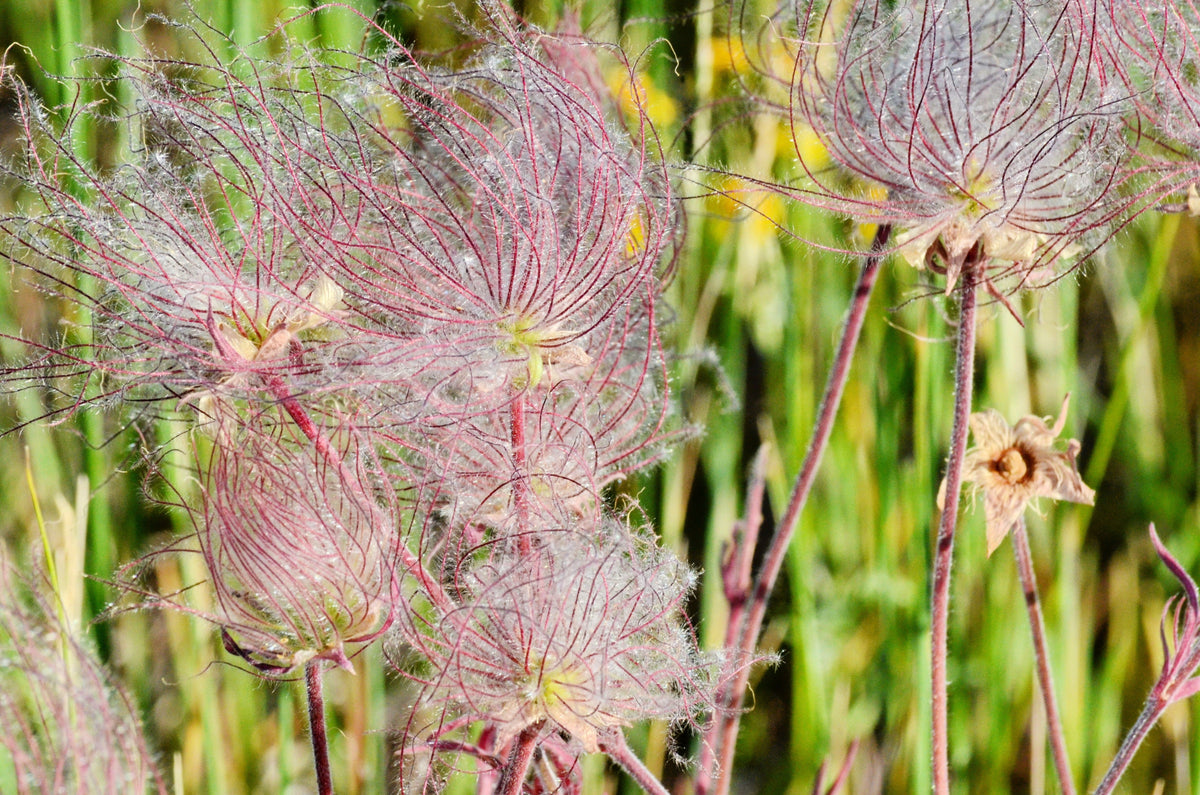 25 PRAIRIE SMOKE Geum Triflorum Purple Prairie Avens Pink Flower Seeds