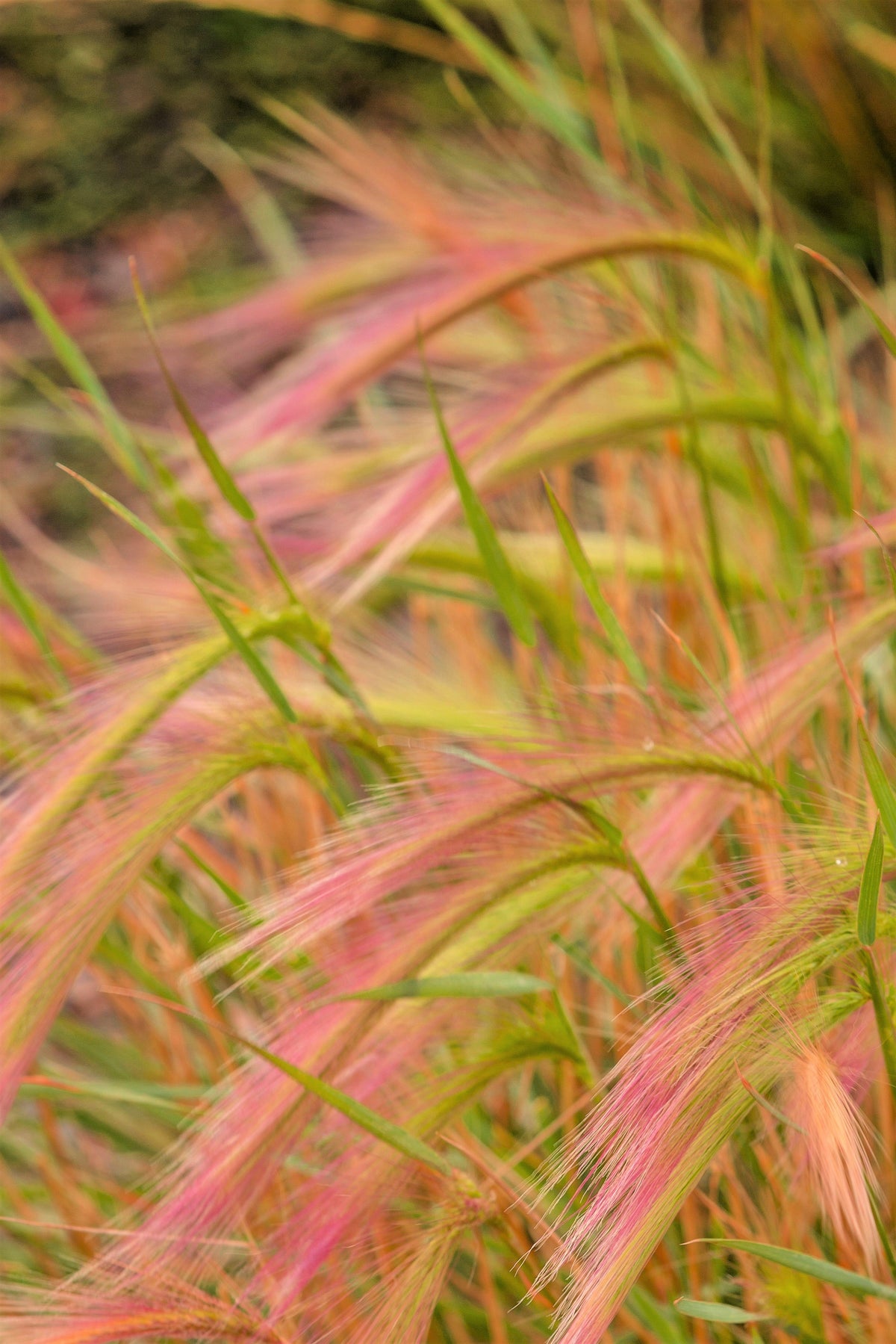 40 SQUIRREL TAIL Barley GRASS (Foxtail Barley) Hordeum Jubatum Ornamental Seeds