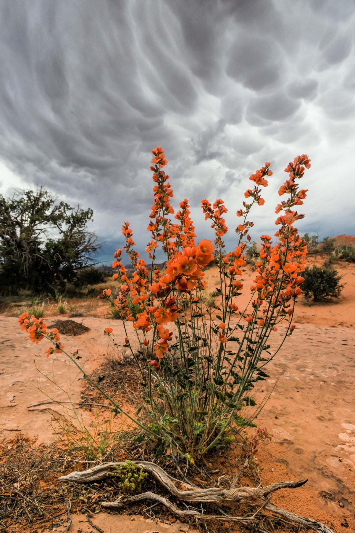 20 Apricot DESERT GLOBEMALLOW Mallow Sphaeralcea Ambigua Flower Seeds