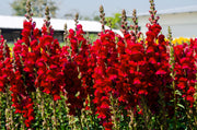 250 RUBY RED SNAPDRAGON Antirrhinum Majus Flower Seeds