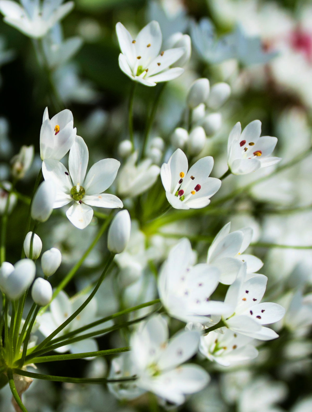 10 WHITE ALLIUM Neapolitanum Flowering or Naples Onion, Neopolitan or Daffodil Garlic Ornamental Flower Seeds