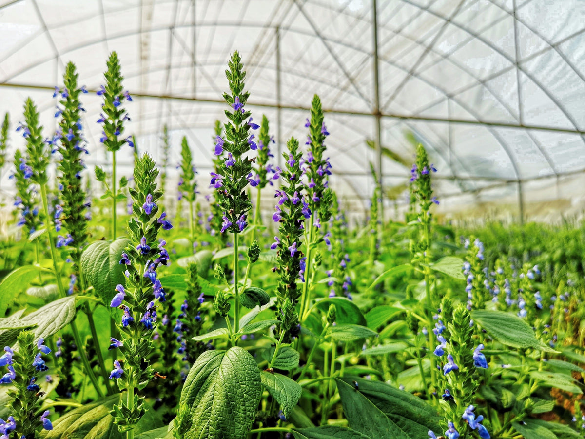 1000 CHIA SAGE / SALVIA Salvia Hispanica Flower Seeds