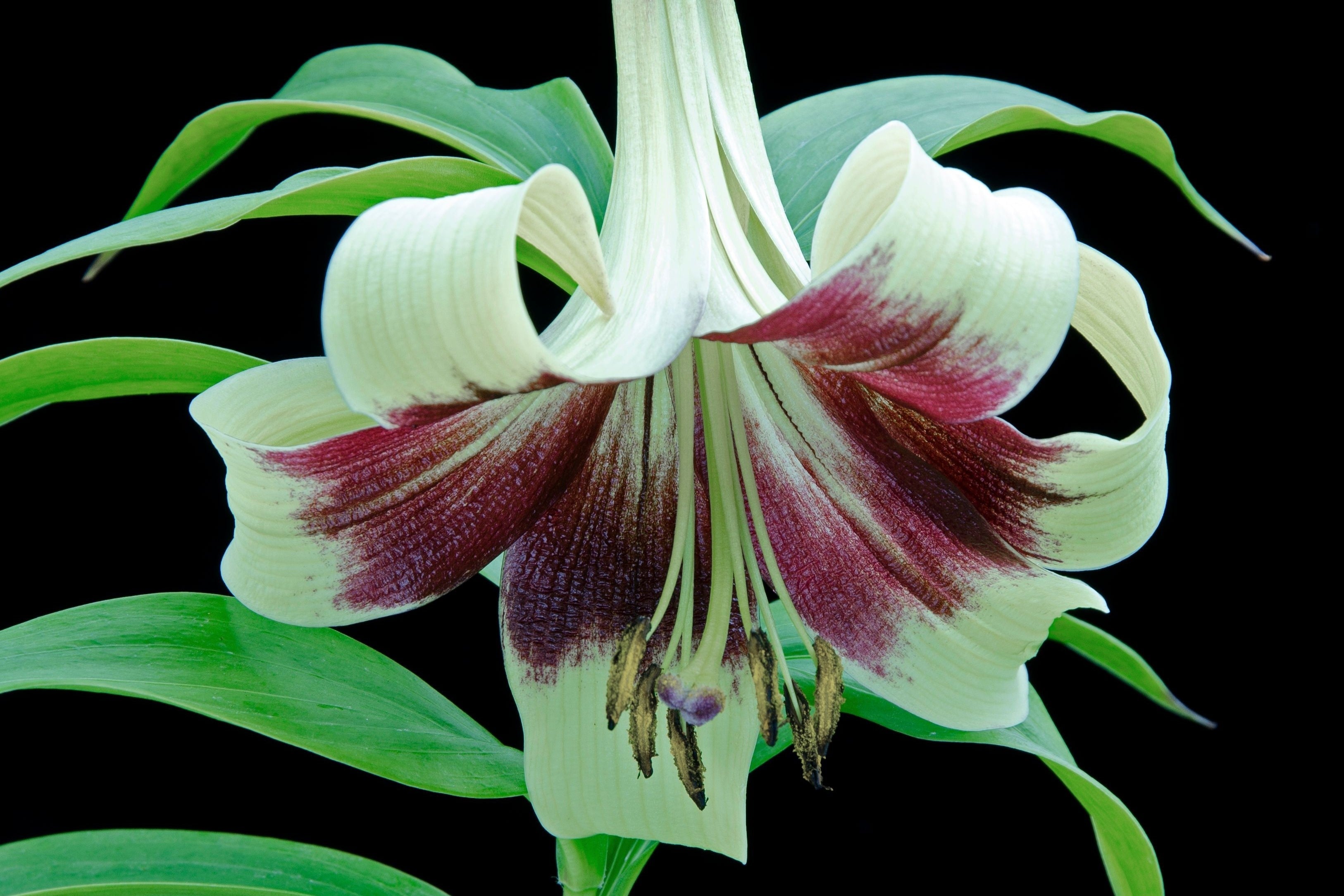 5 NEPAL LILY Green & Maroon Lilium Nepalense Fragrant Flower Seeds