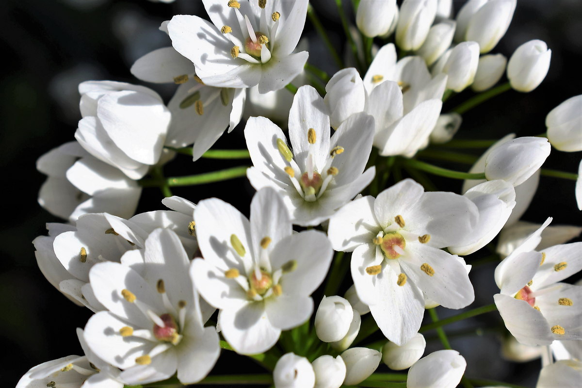 10 WHITE ALLIUM Neapolitanum Flowering or Naples Onion, Neopolitan or Daffodil Garlic Ornamental Flower Seeds