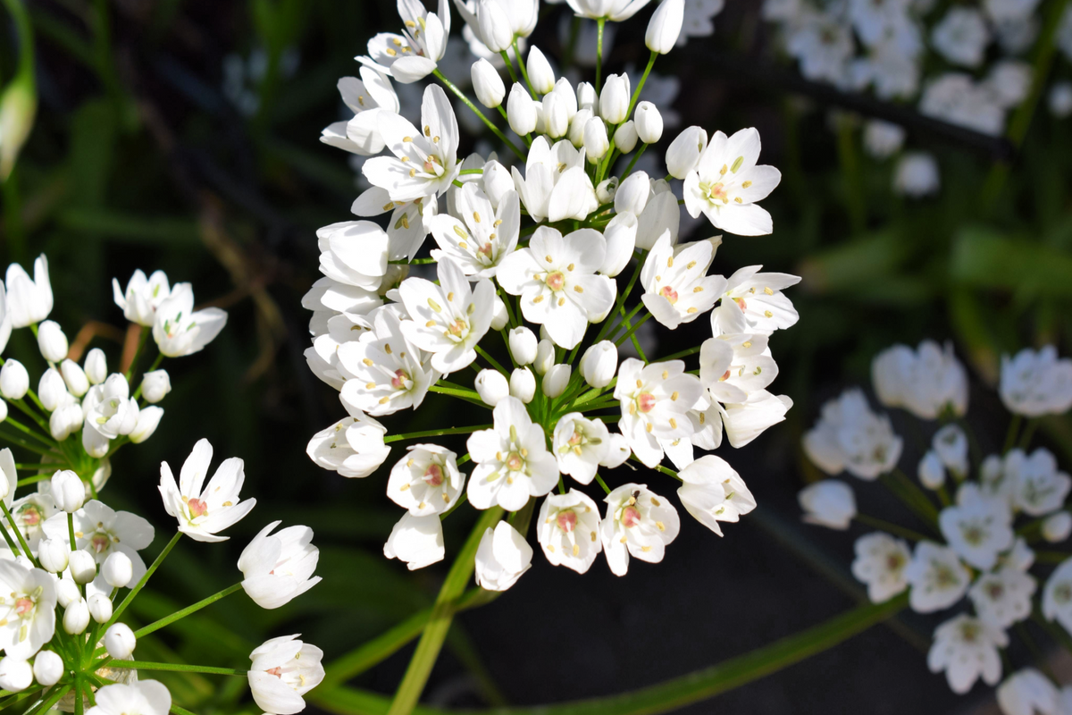 10 WHITE ALLIUM Neapolitanum Flowering or Naples Onion, Neopolitan or Daffodil Garlic Ornamental Flower Seeds