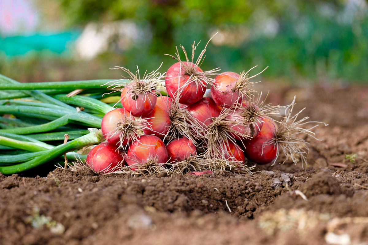 250 RED CREOLE ONION Spicy Cajun Short Day Allium Cepa Vegetable Seeds