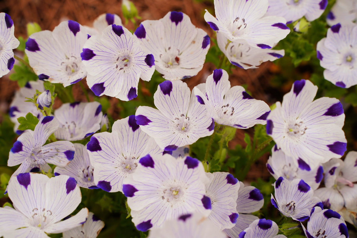 750 FIVE SPOT Nemophila Maculata White & Purple Flower Seeds