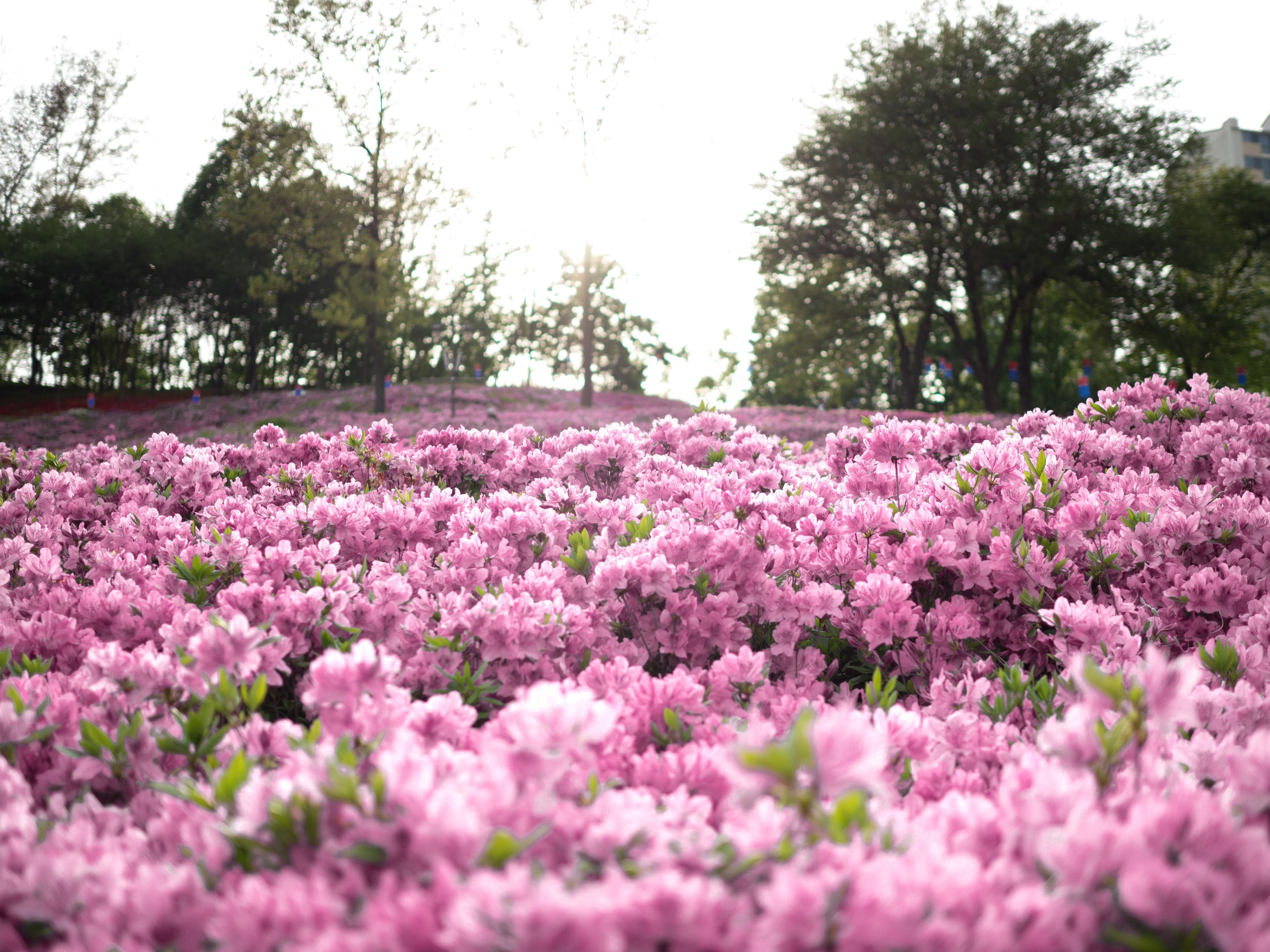 50 PINK ROYAL AZALEA Rhododendron Schlippenbachii Bush Shrub Flower Seeds
