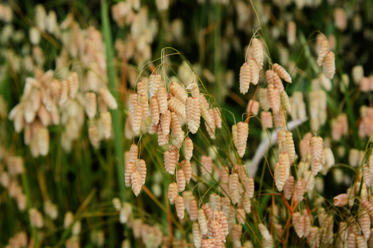 100 QUAKING GRASS (Rattlesnake Grass) Briza Maxima Seeds