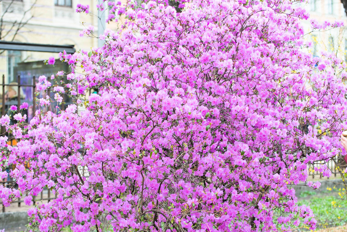 50 PINK ROYAL AZALEA Rhododendron Schlippenbachii Bush Shrub Flower Seeds
