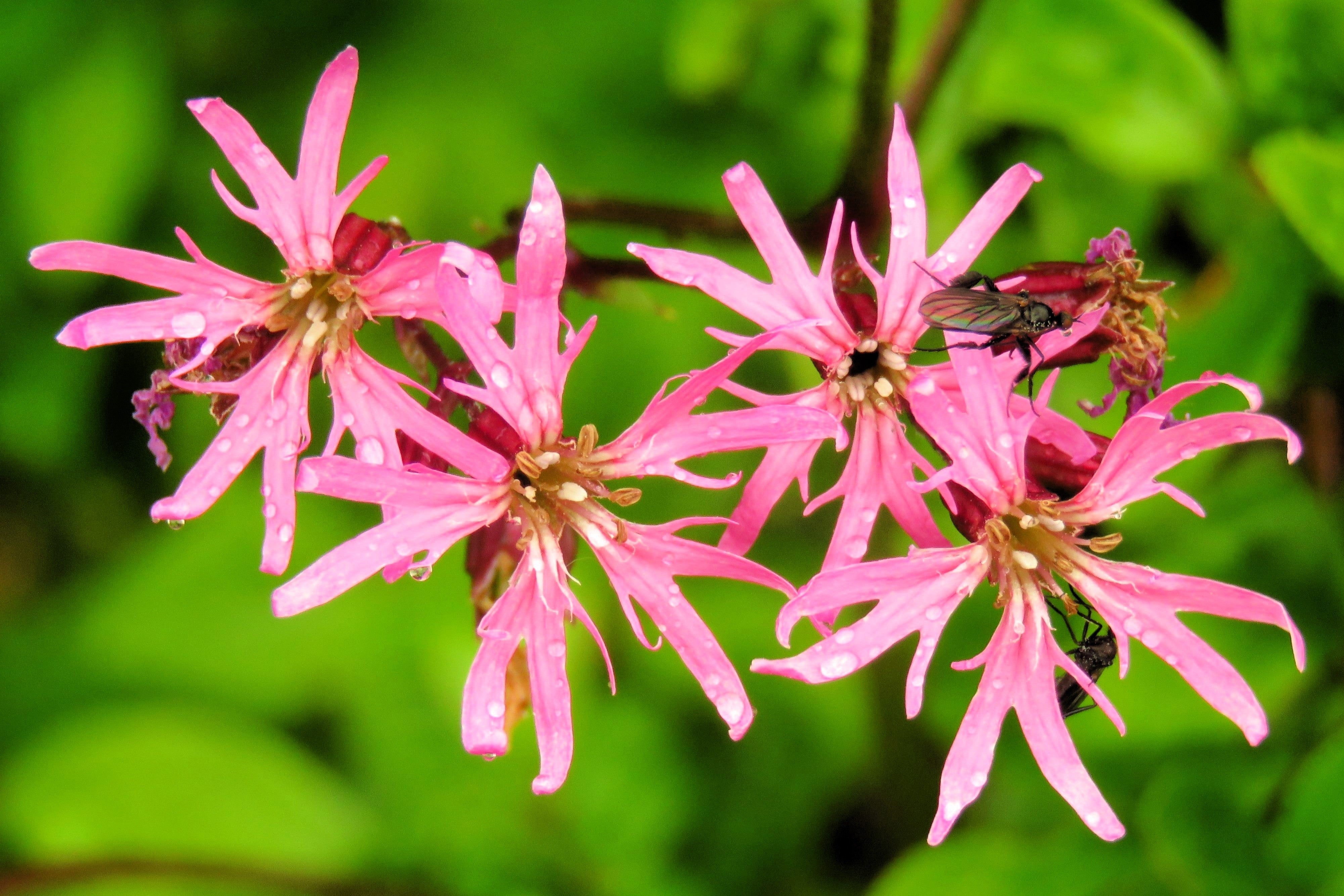 100 RAGGED ROBIN Pink Purplish Lychnis Flos Cuculi Flower Seeds