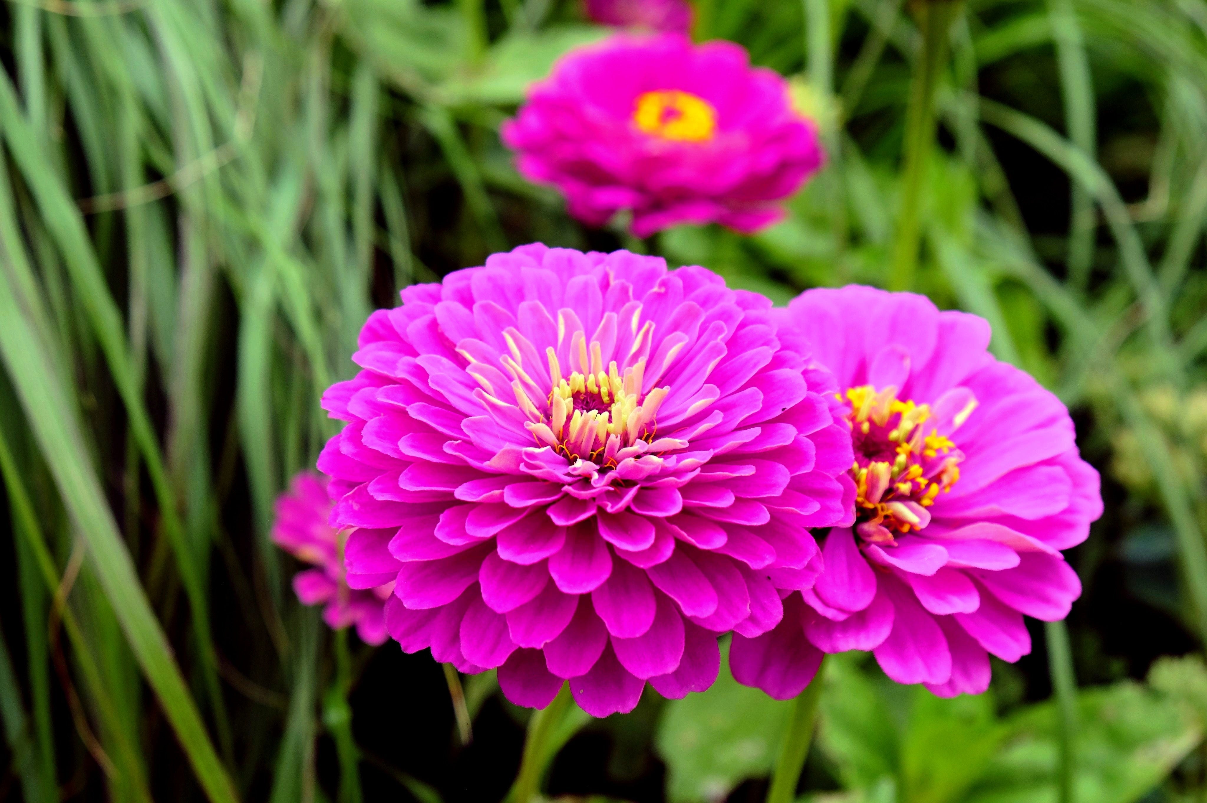 250 PURPLE PRINCE ZINNIA Elegans Flower Seeds