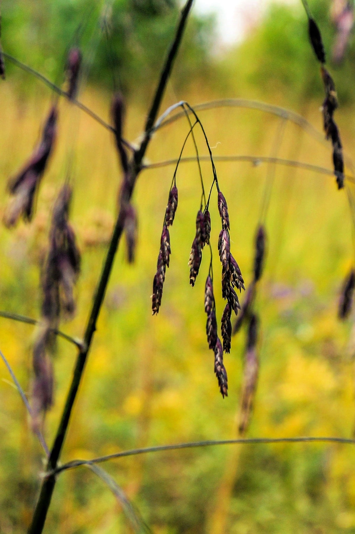 100 PURPLETOP GRASS Purple Tall Red Top Ornamental Triodia Flava Seeds