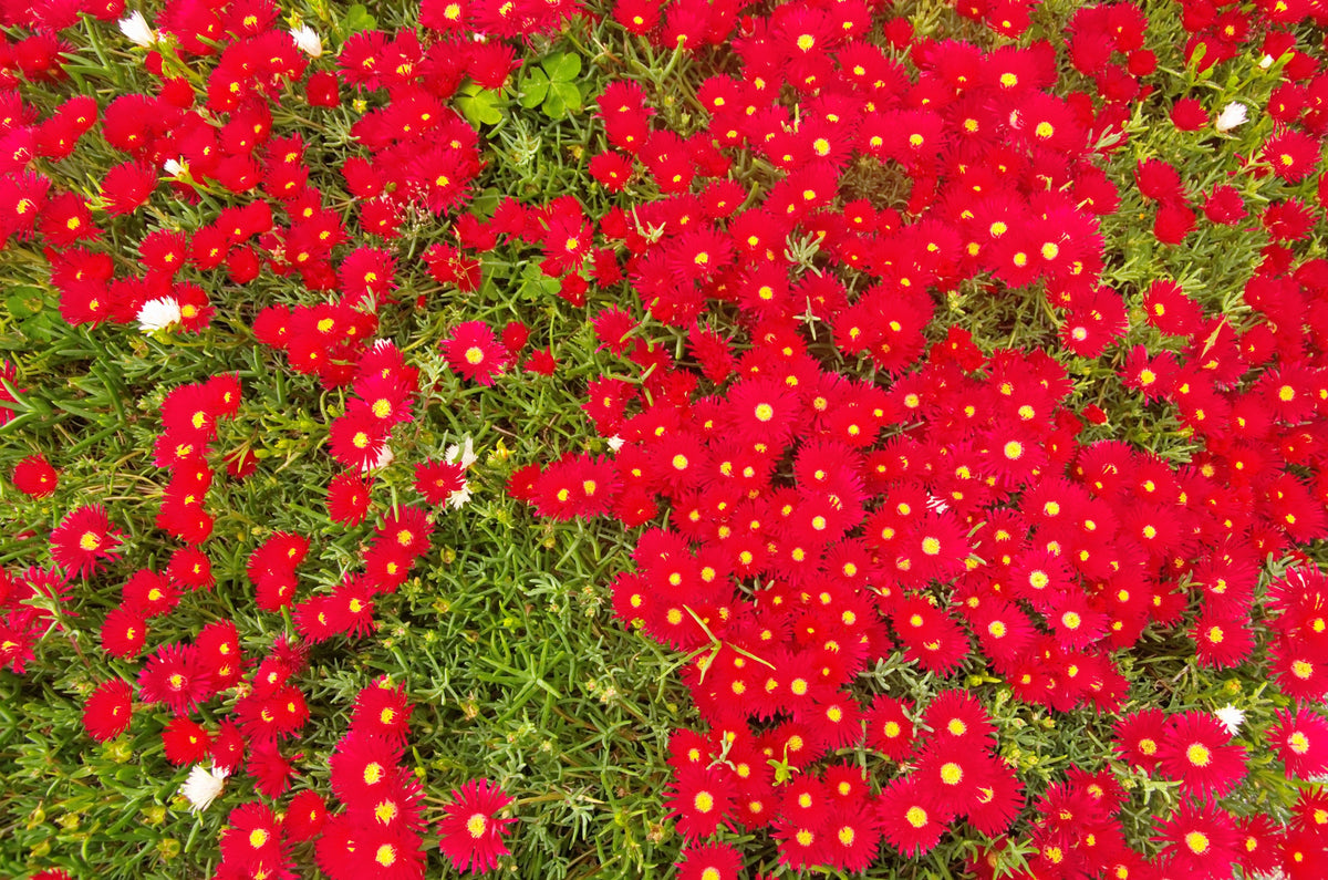 100 Gelato Bright RED ICE PLANT Mesembryanthemum Daisy Livingstone Flower Seeds