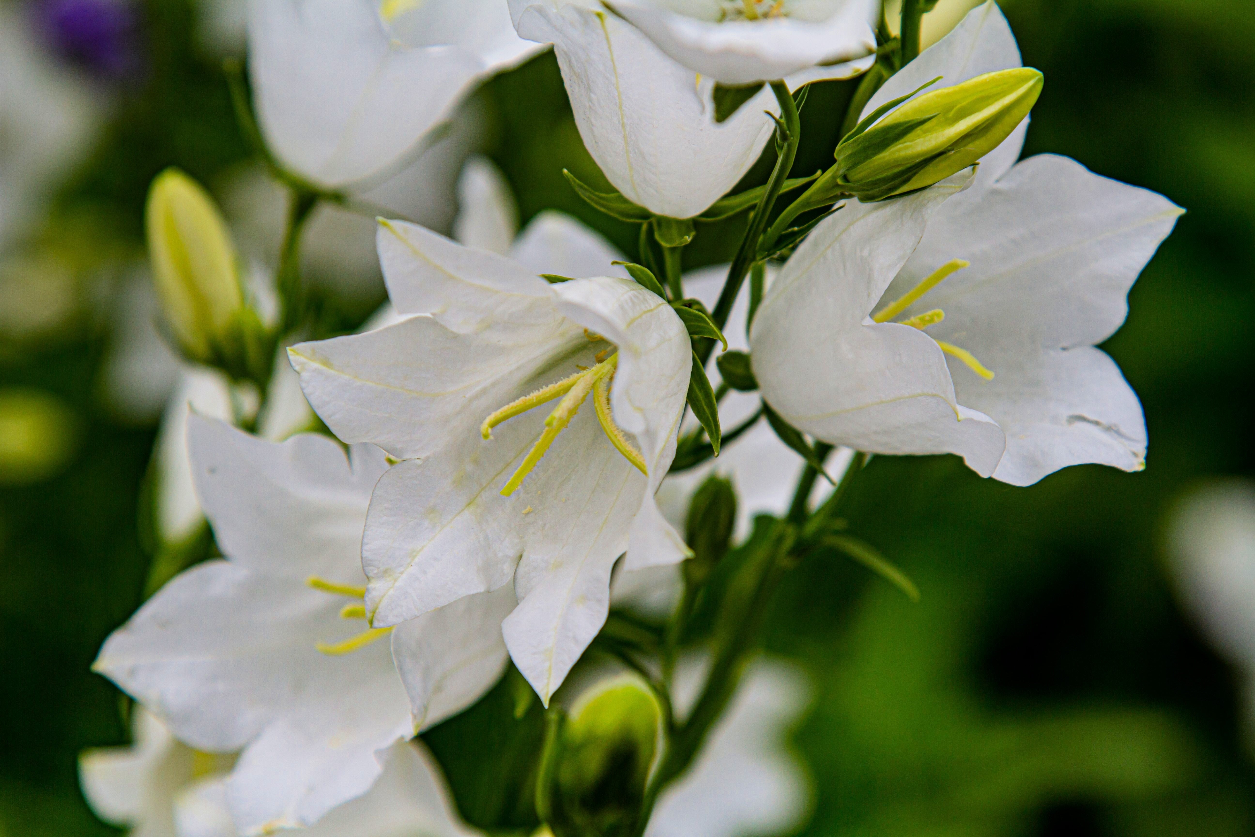 500 White PEACH LEAVED BELLFLOWER Campanula Persicifolia Flower Seeds