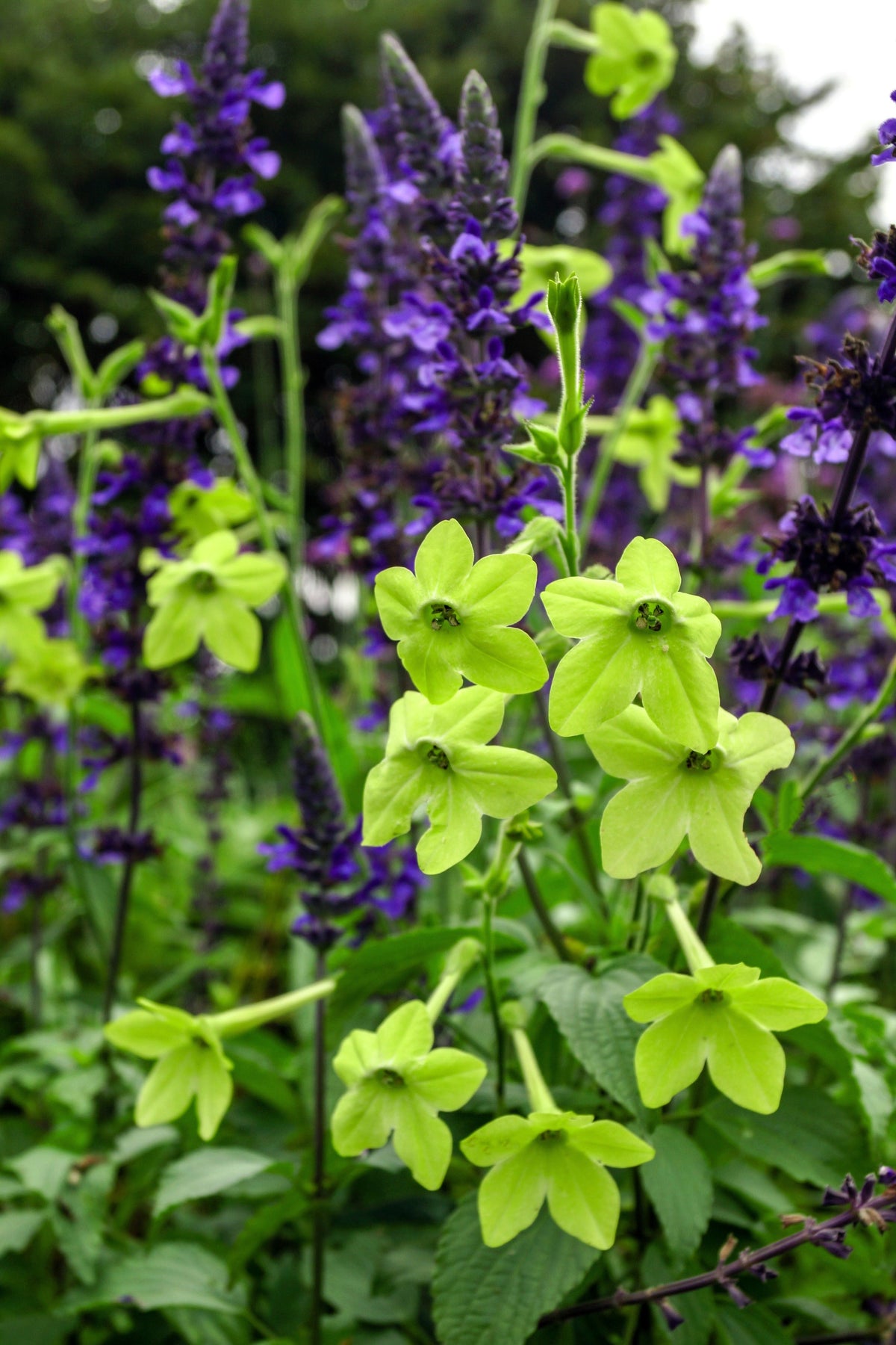 100 LIME GREEN NICOTIANA Alata Flowering Tobacco Seeds