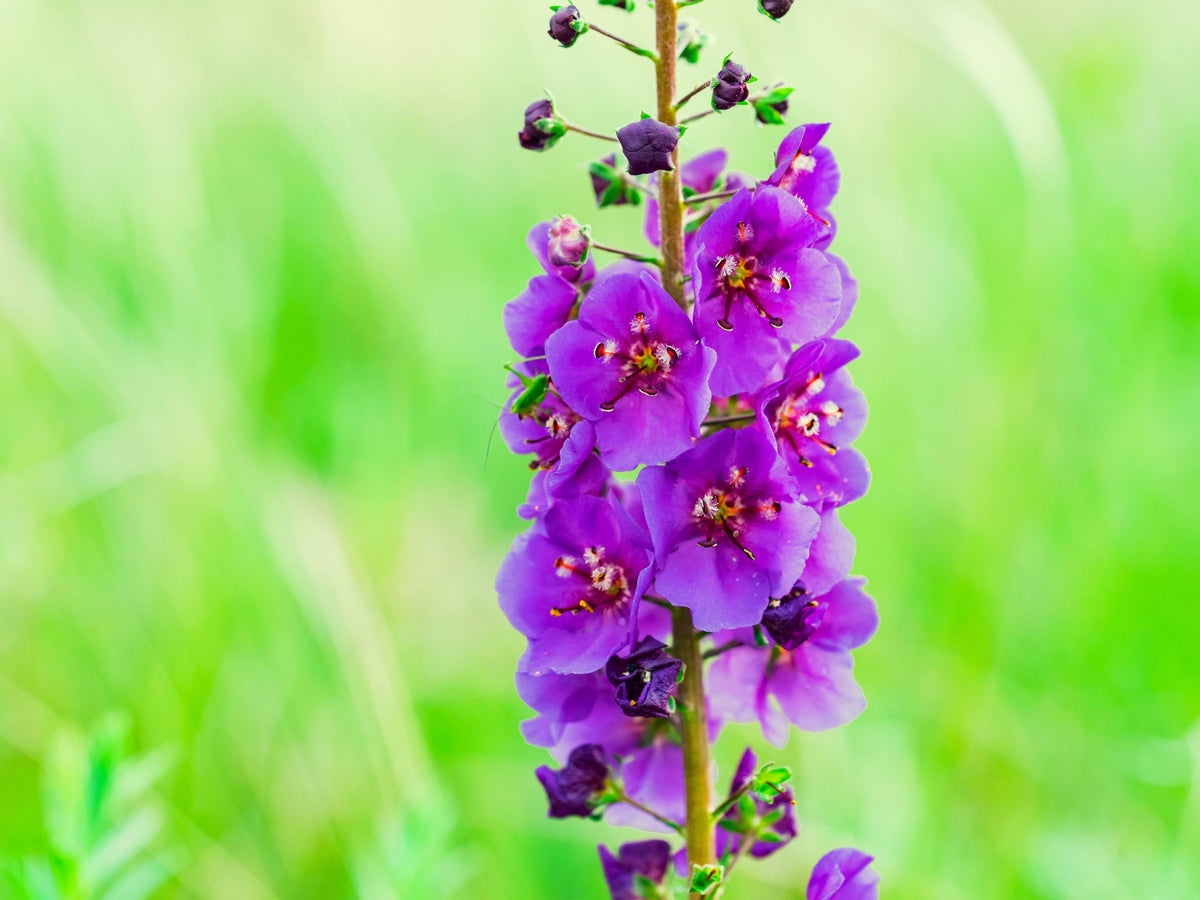 50 VIOLETTA VERBASCUM Phoeniceum Purple Mullein Nectar Flower Seeds