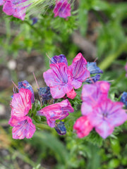 25 ROSE VIPER'S BUGLOSS Pink Echium Plantagineum Rose Bedder Flower Seeds