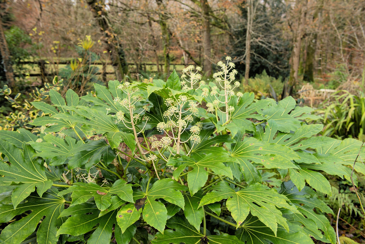 10 JAPANESE FATSI Shrub Flower Paperplant Fatsia Aralia Japonica Seeds