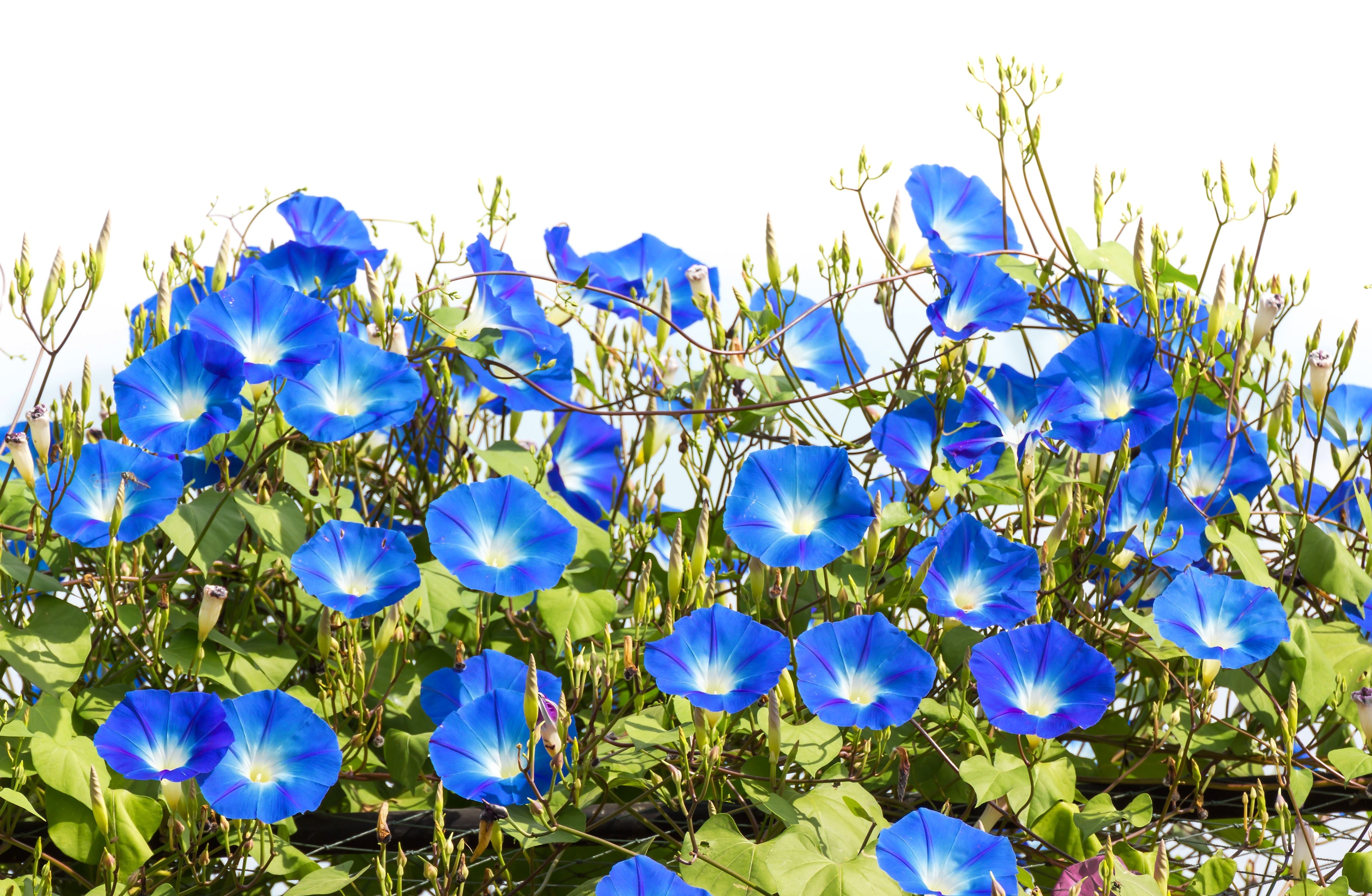 50 Heavenly BLUE MORNING GLORY Ipomoea Tricolor Vine Flower Seeds