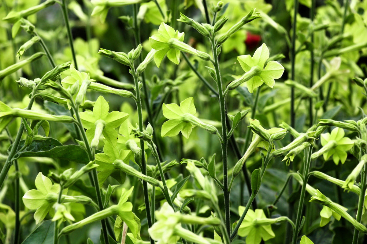 100 LIME GREEN NICOTIANA Alata Flowering Tobacco Seeds