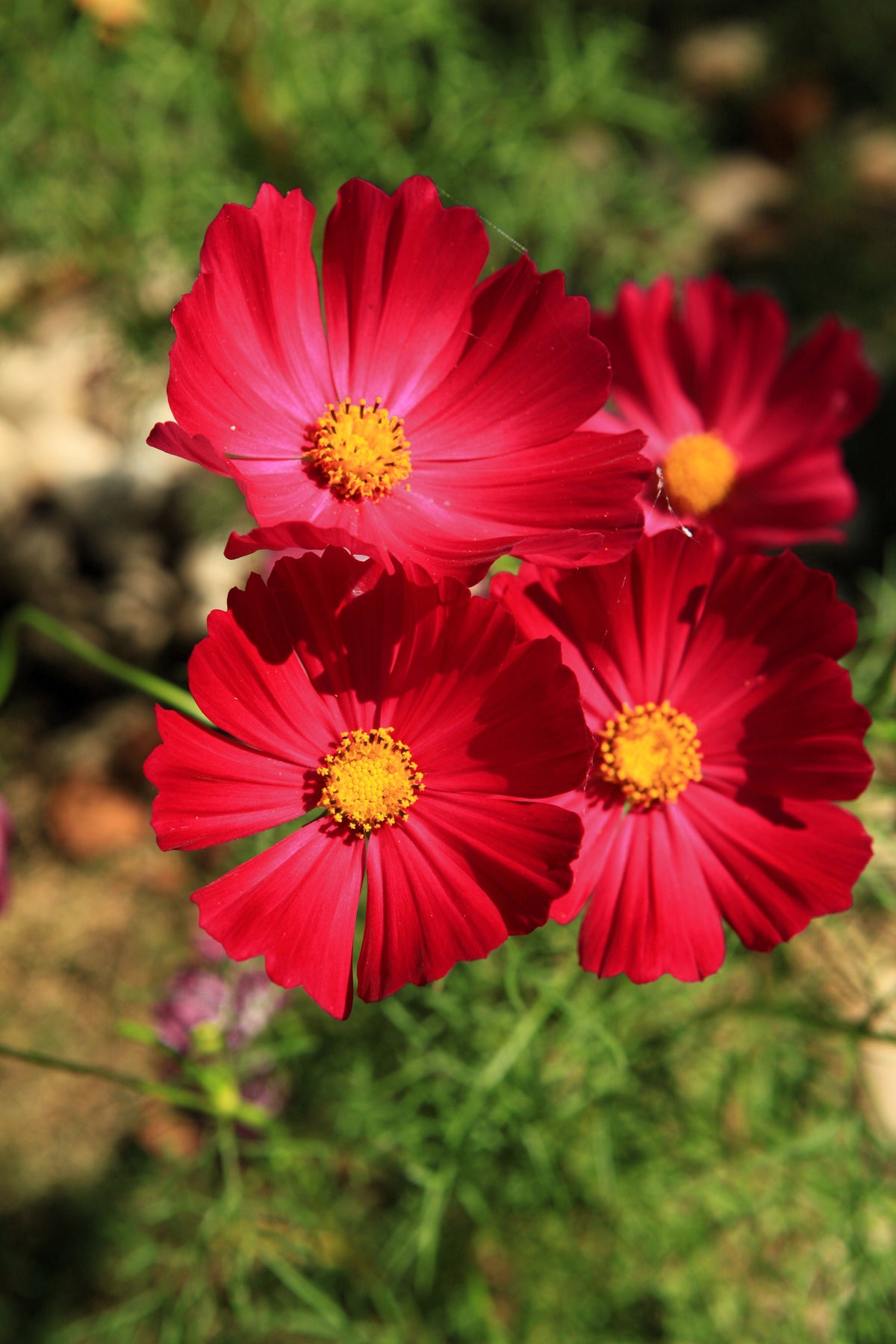 300 RED COSMOS DAZZLER Cosmos Bipinnatus Flower Seeds