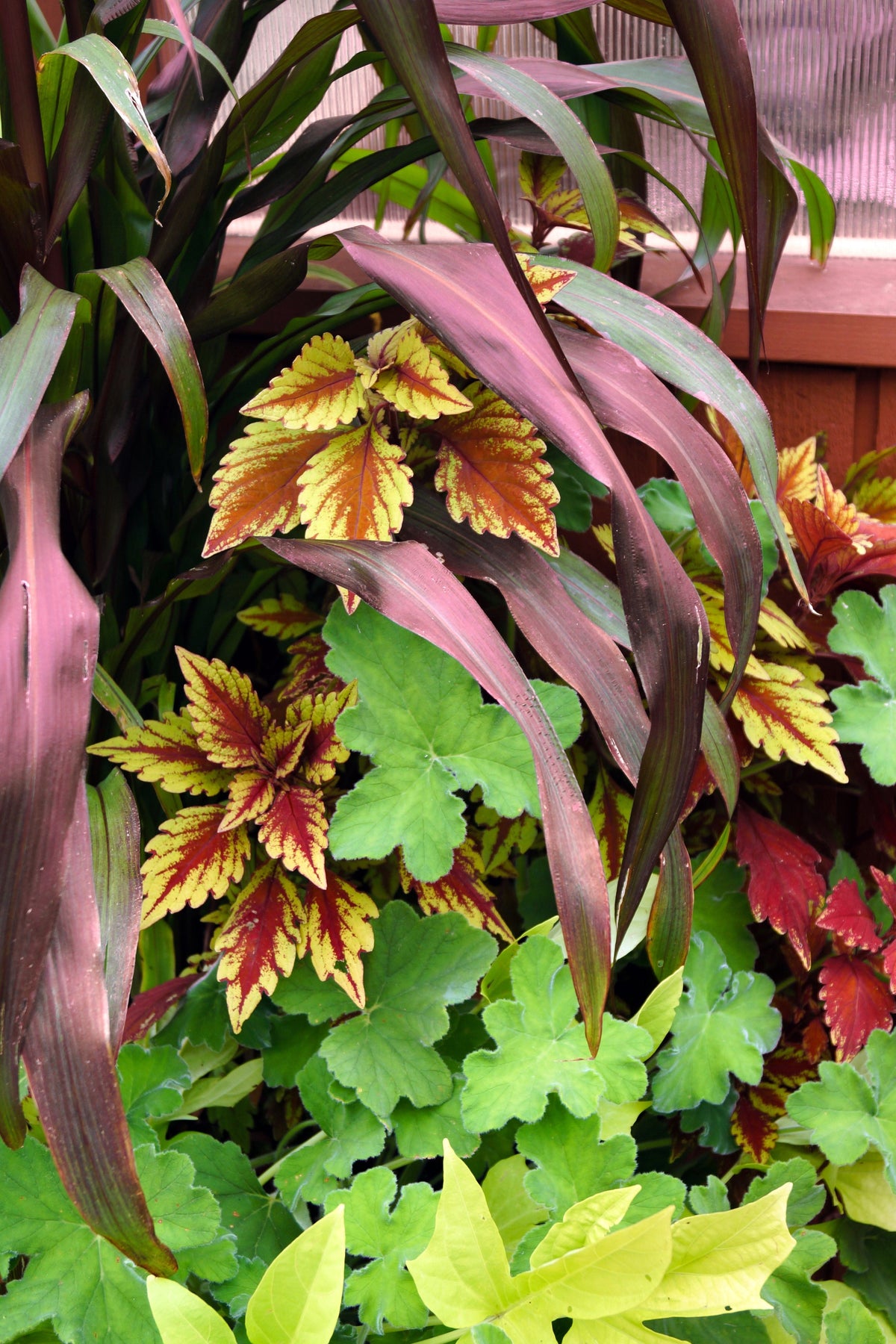 25 RED JEWEL MILLET Setaria Italica Ornamental Grass Flower Seeds