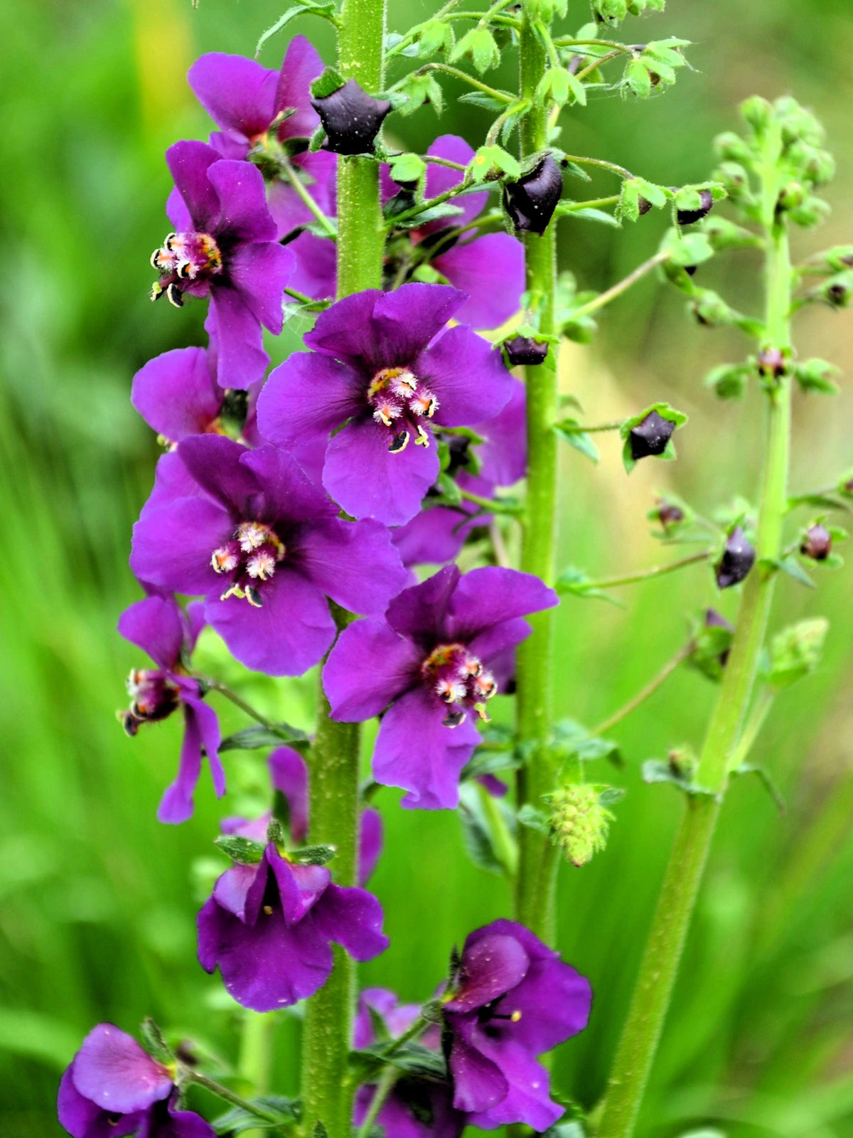 50 VIOLETTA VERBASCUM Phoeniceum Purple Mullein Nectar Flower Seeds