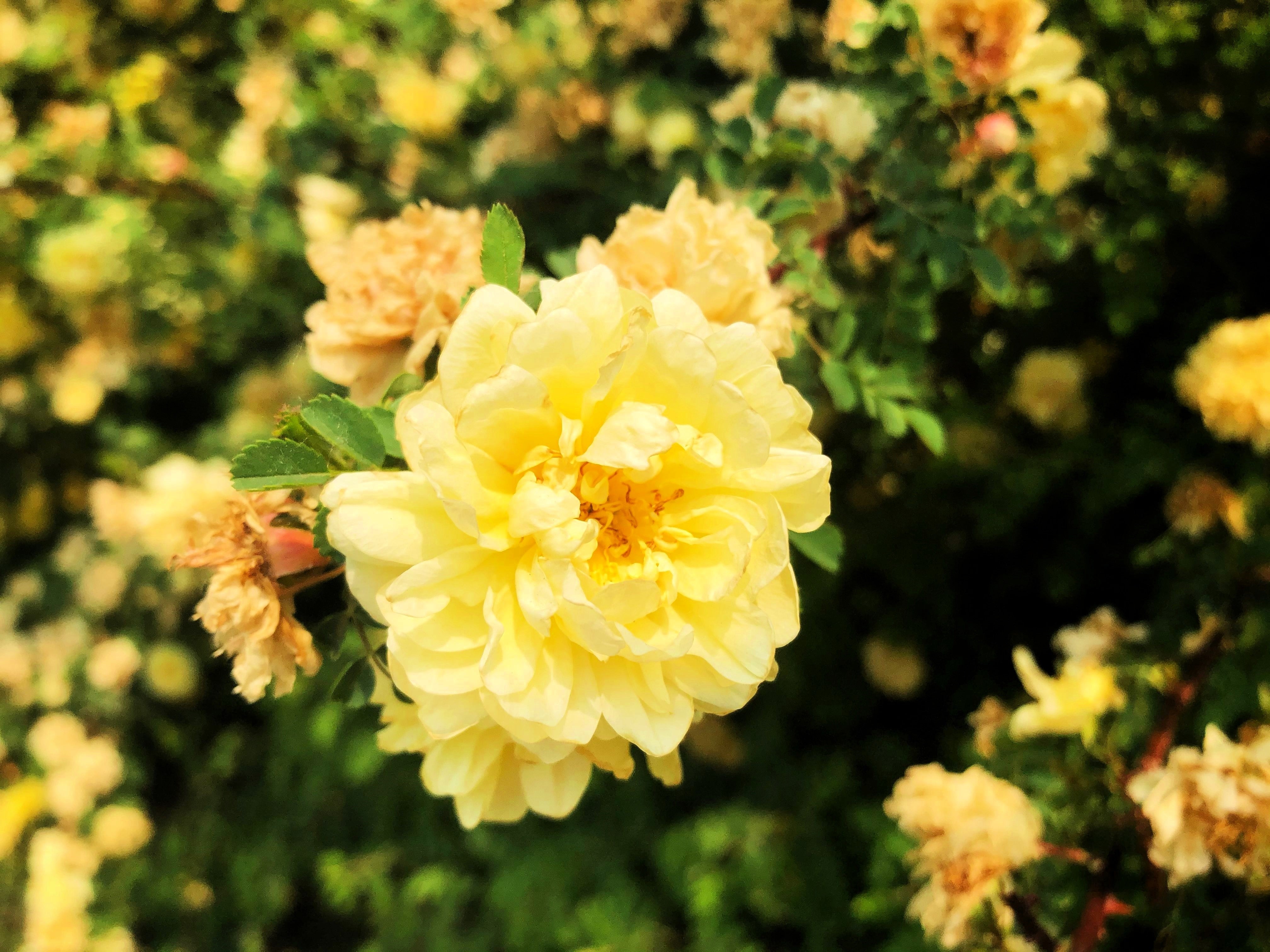 10 Yellow MANCHU ROSE Bush Rosa Xanthina Hummingbird Flower Seeds