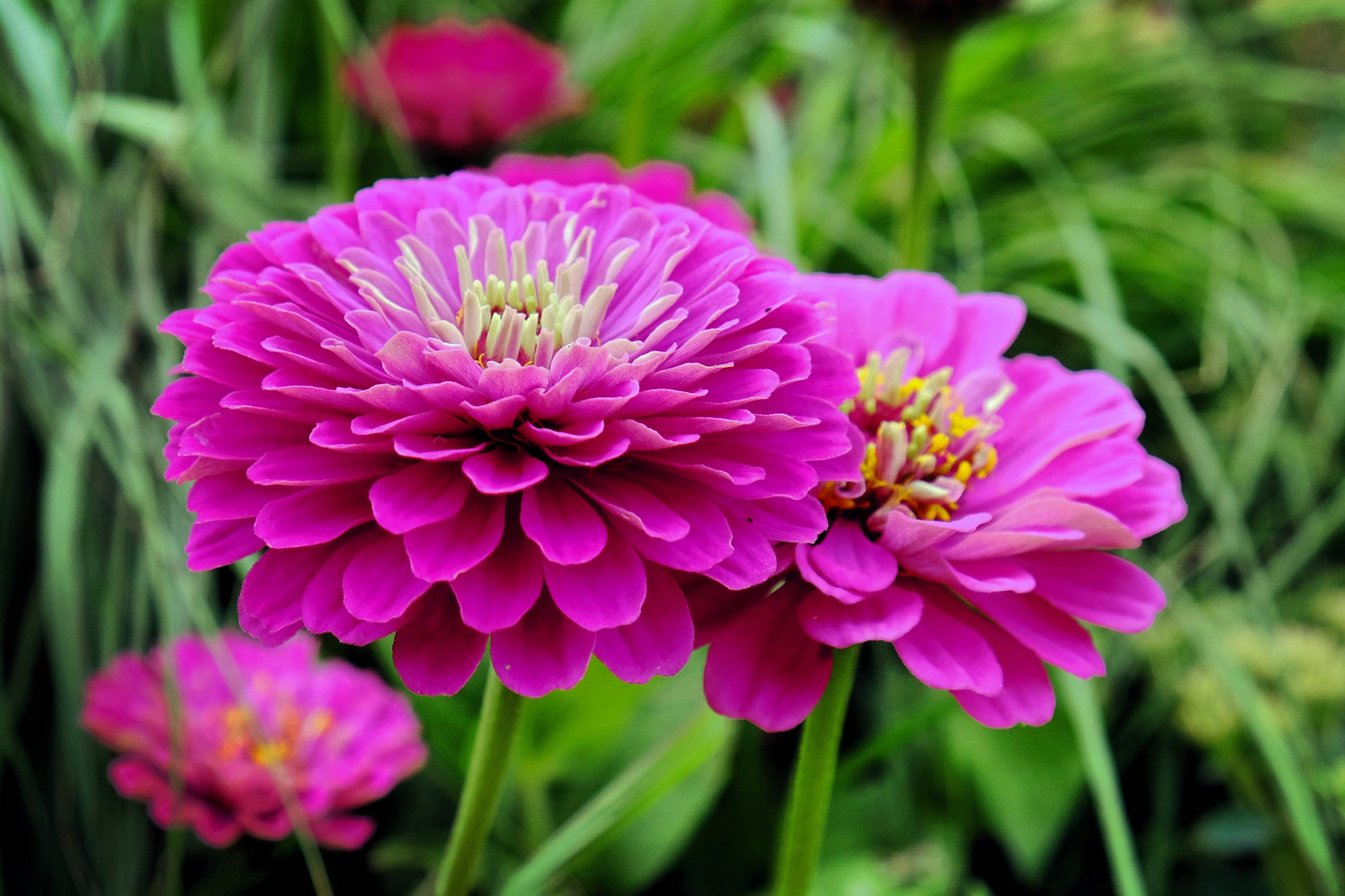 250 PURPLE PRINCE ZINNIA Elegans Flower Seeds