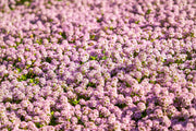 1000 Pink ALYSSUM ROSIE O DAY Lobularia Maritima Flower Seeds