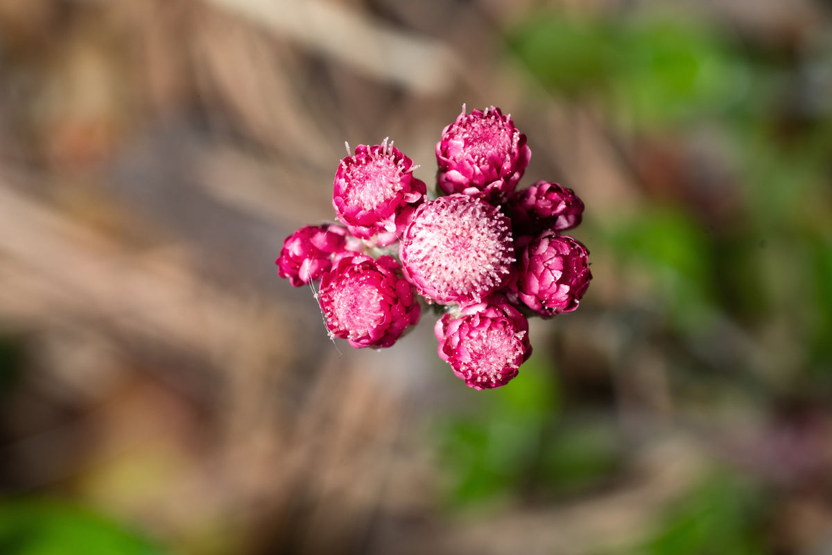 20 RED PUSSYTOES Antennaria Dioica Rubra Everlasting Flower Seeds