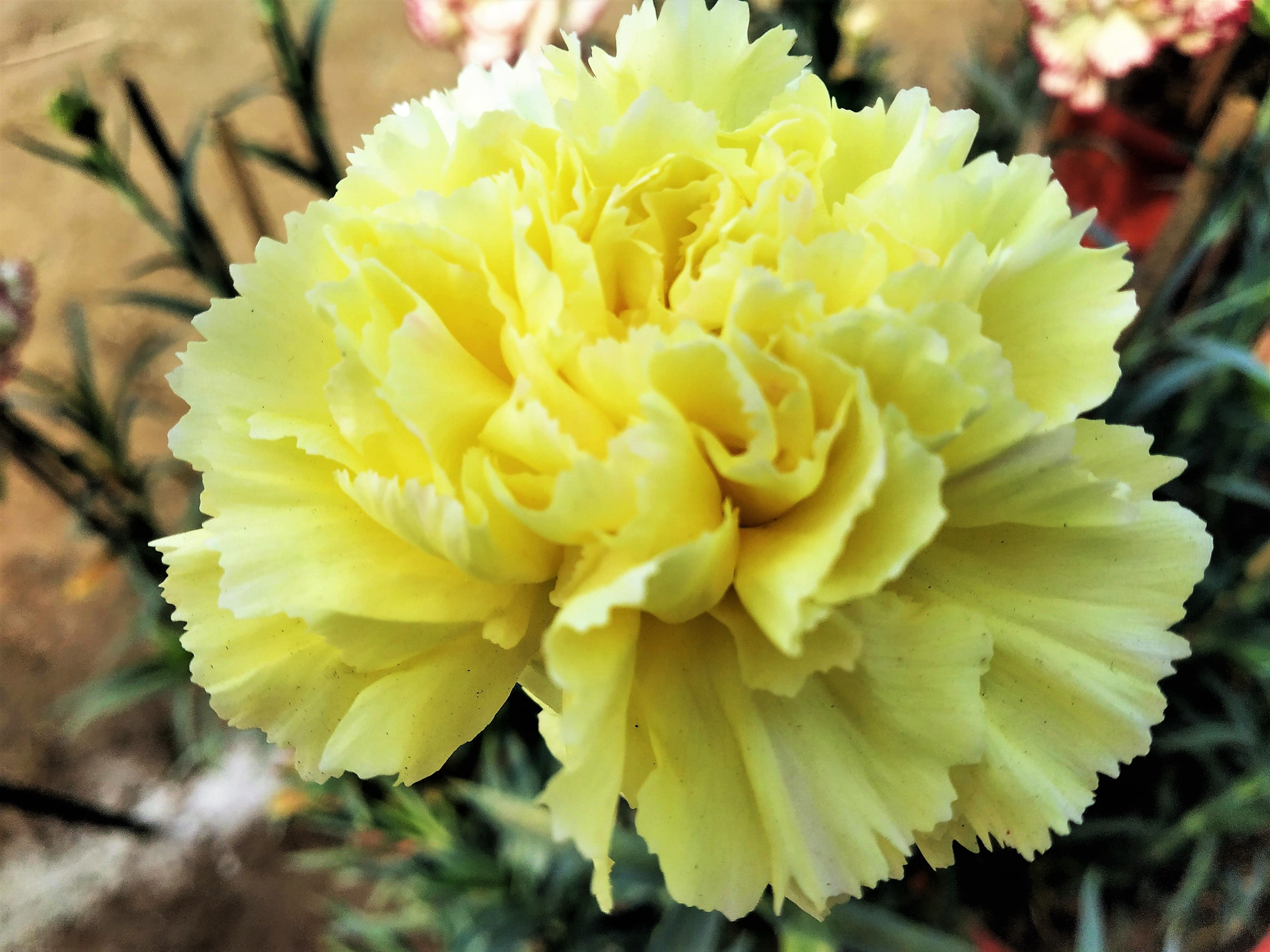 50 YELLOW CARNATION Dianthus Caryophyllus Grenadin Double Flower Seeds