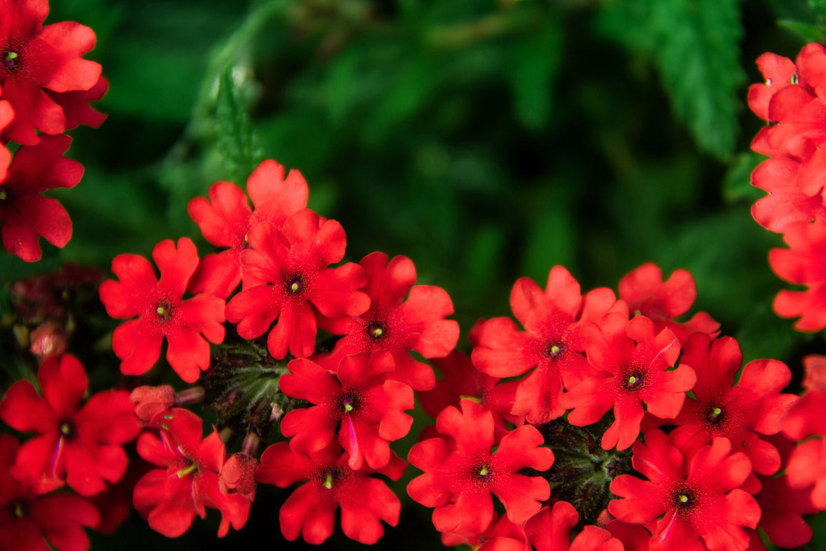 50 SCARLET VERBENA Red Nana Compacta Fragrant Flower Seeds