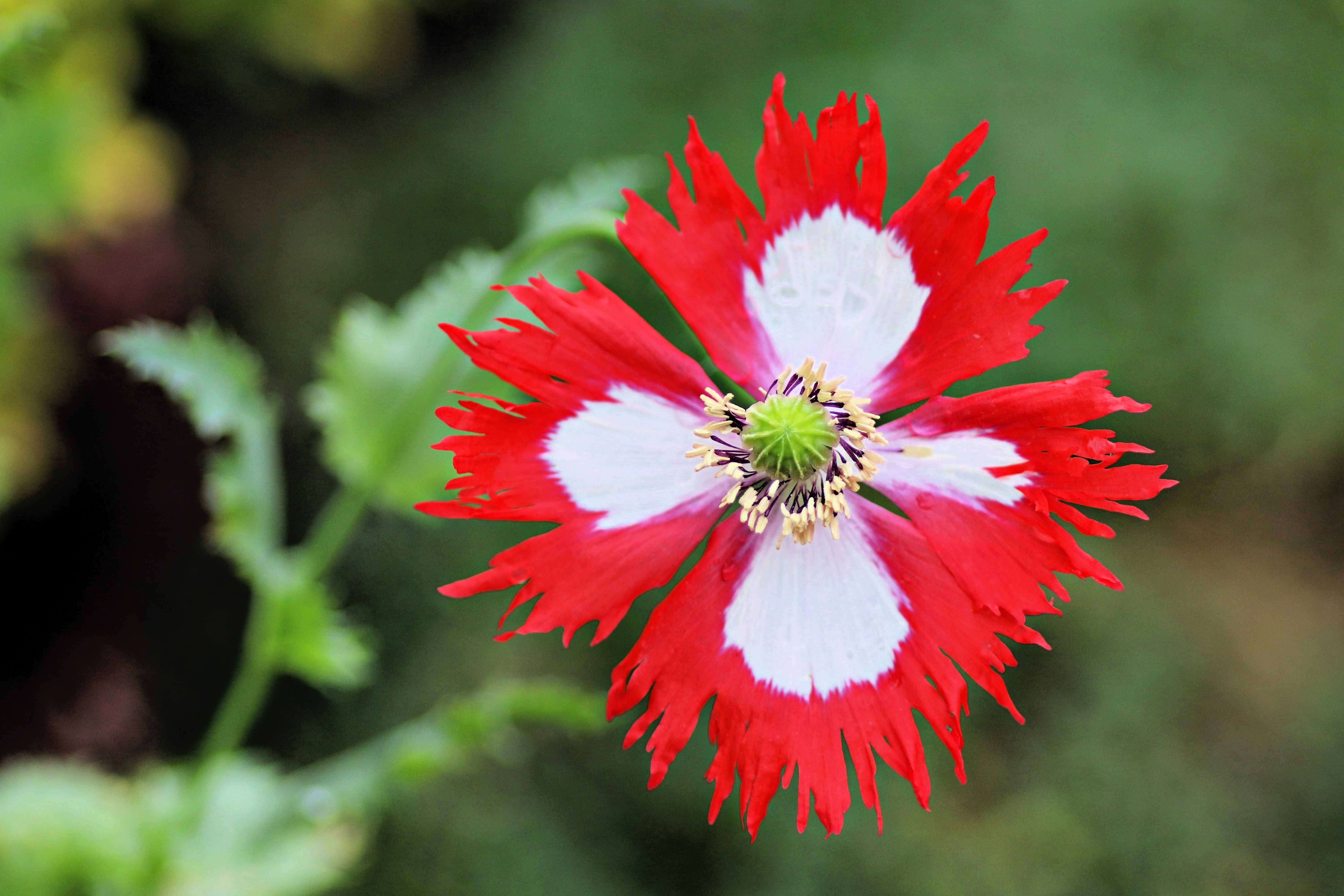 500 DANISH FLAG POPPY Red & White Queens Poppy Papaver Somniferum Dane ...