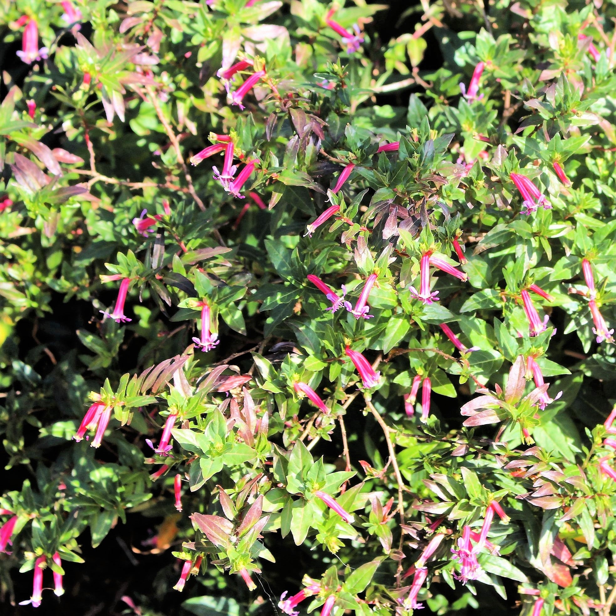 10 ROSE CIGAR PLANT Mexican Firecracker Cuphea Ignea Coan Pink Yellow Hummingbird Flower Seeds