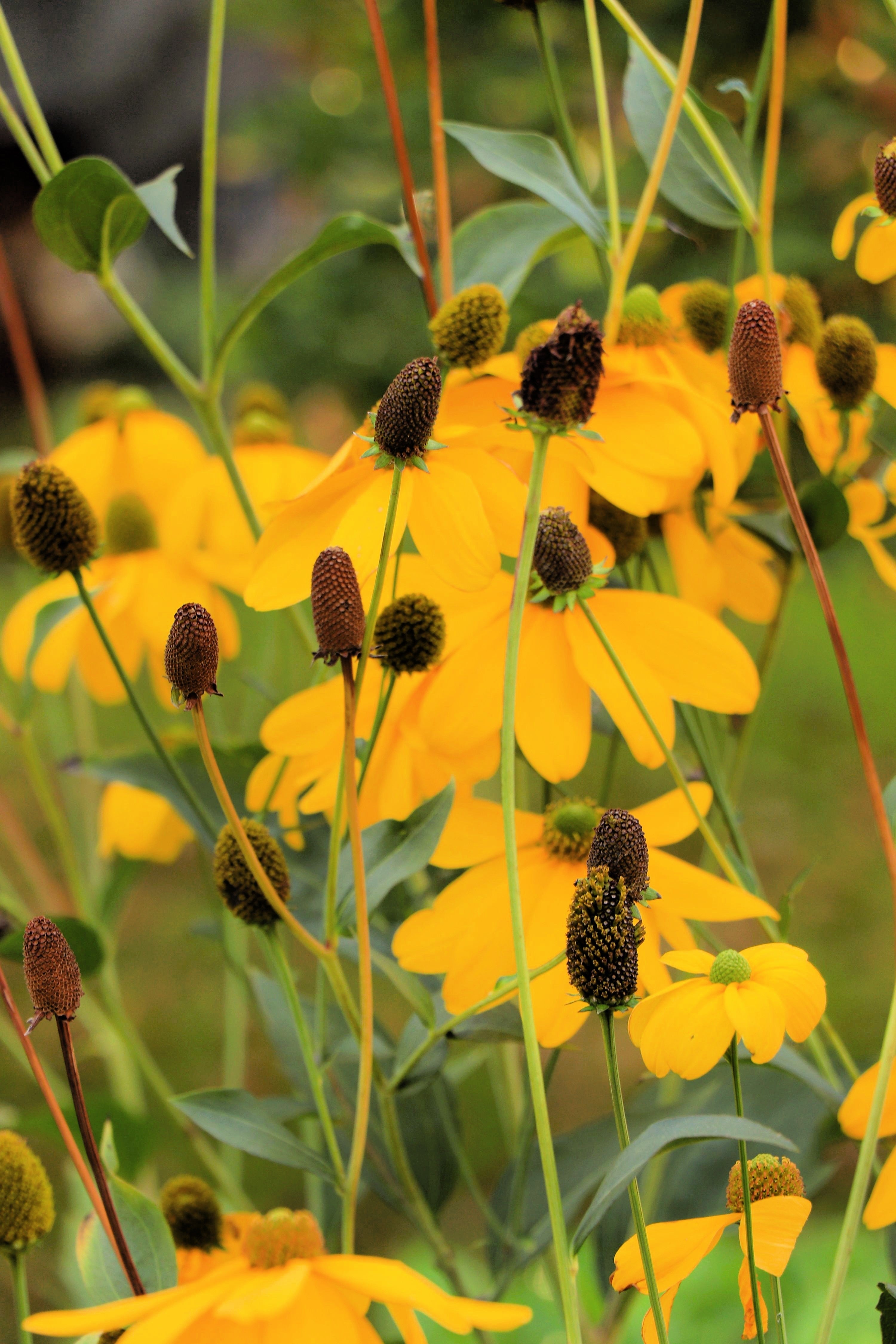 100 YELLOW CONEFLOWER Ratibida Pinnata Flower Seeds