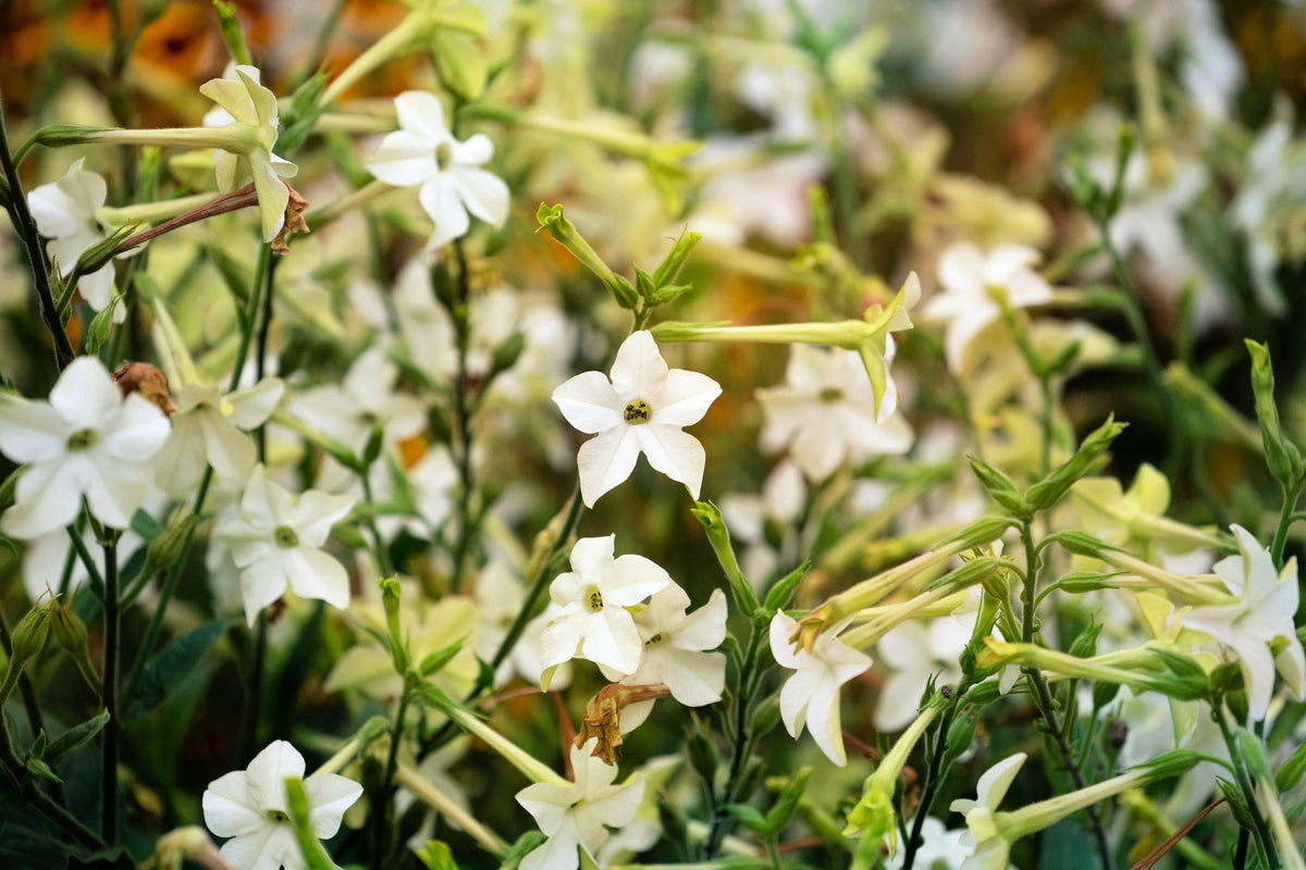 100 Organic WHITE NICOTIANA Flowering TOBACCO Nicotiana Alata Seeds