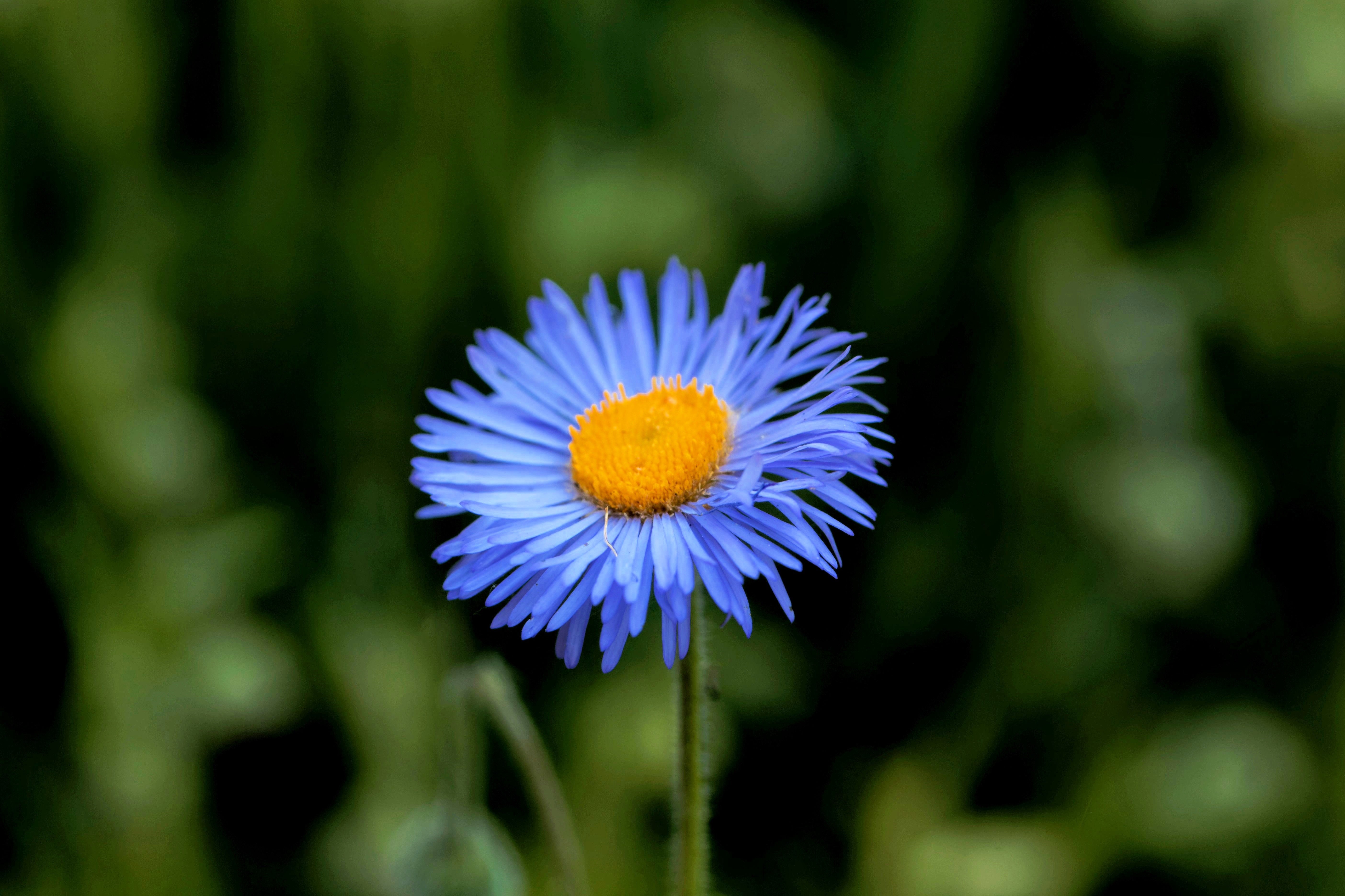 500 BLUE FLEABANE DAISY (Dainty Daisy / Aspen Fleabane / Oregon Fleabane) Erigeron Speciosus Flower Seeds