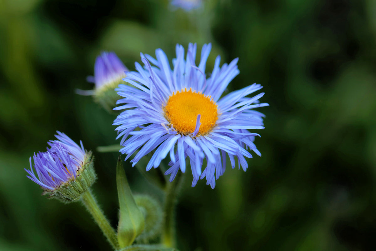 500 BLUE FLEABANE DAISY (Dainty Daisy / Aspen Fleabane / Oregon Fleabane) Erigeron Speciosus Flower Seeds