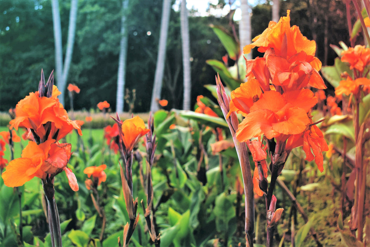 5 ORANGE CANNA LILY Indian Shot Arrowroot Canna Indica Flower Seeds