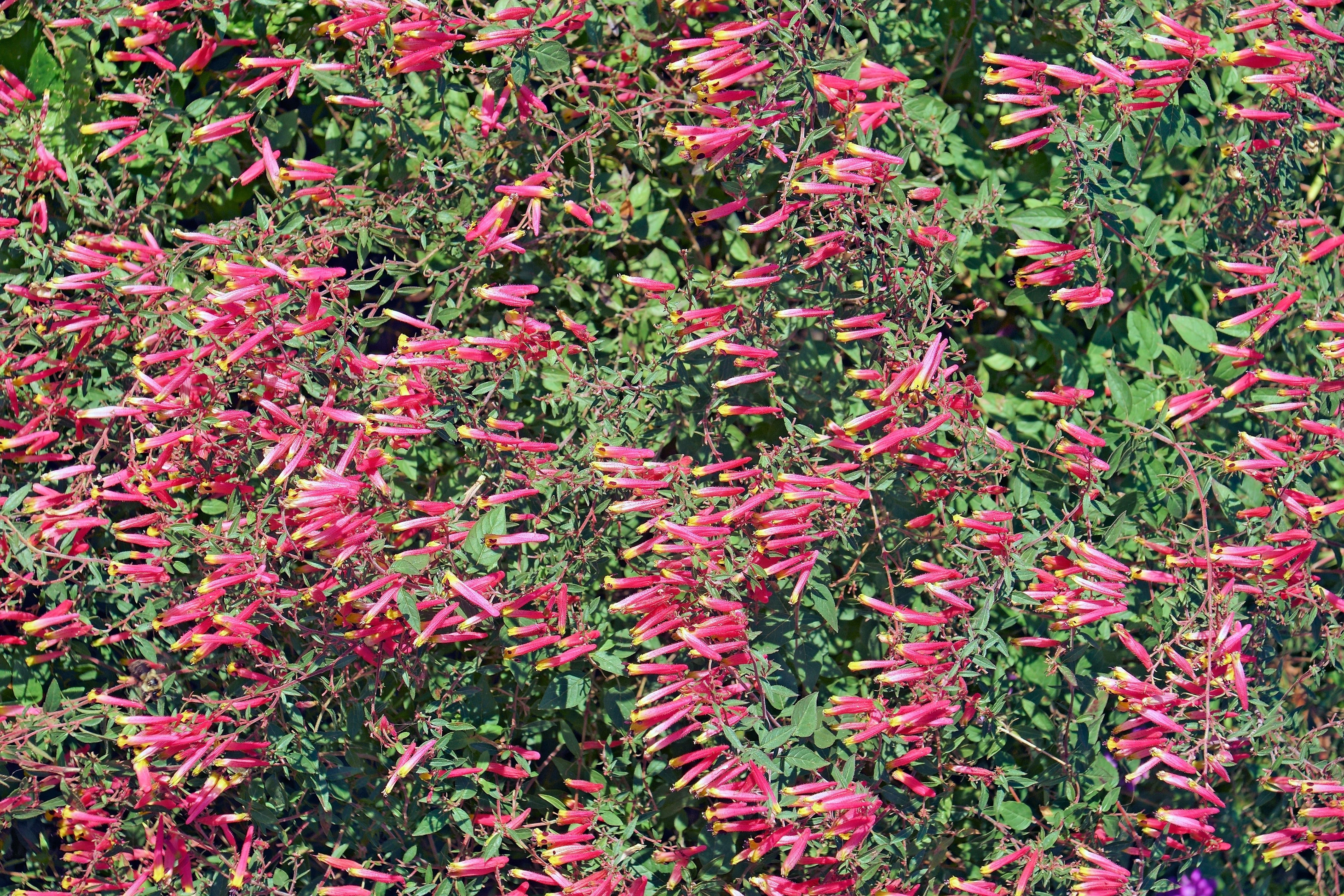 10 ROSE CIGAR PLANT Mexican Firecracker Cuphea Ignea Coan Pink Yellow Hummingbird Flower Seeds