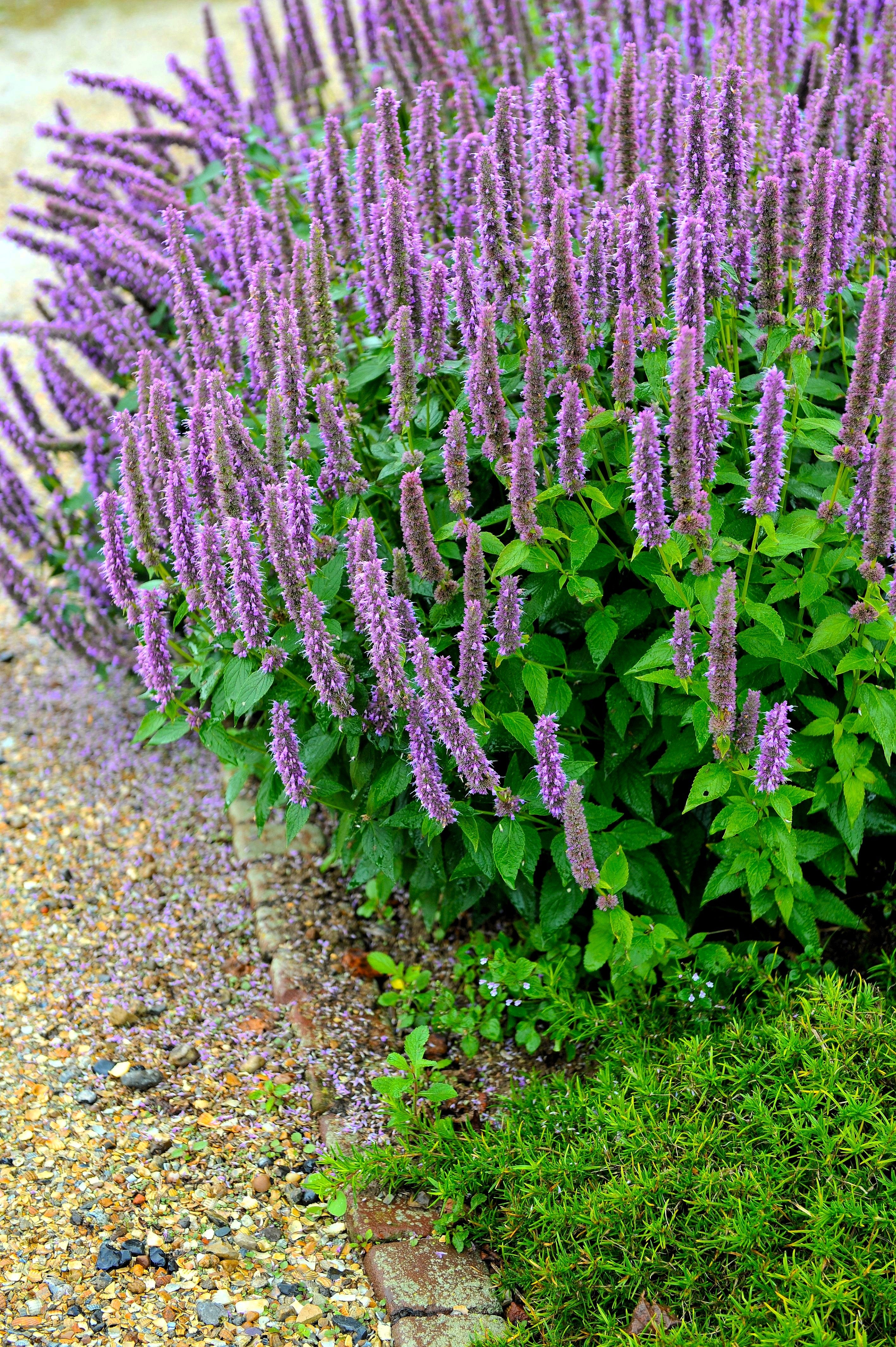 100 ORGANIC Superior LICORICE MINT Agastache Rugosa Korean Tea Herb Purple Flower Seeds