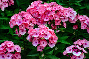 100 BRILLIANT PHLOX Drummondii Two Tone Pink Flower Seeds
