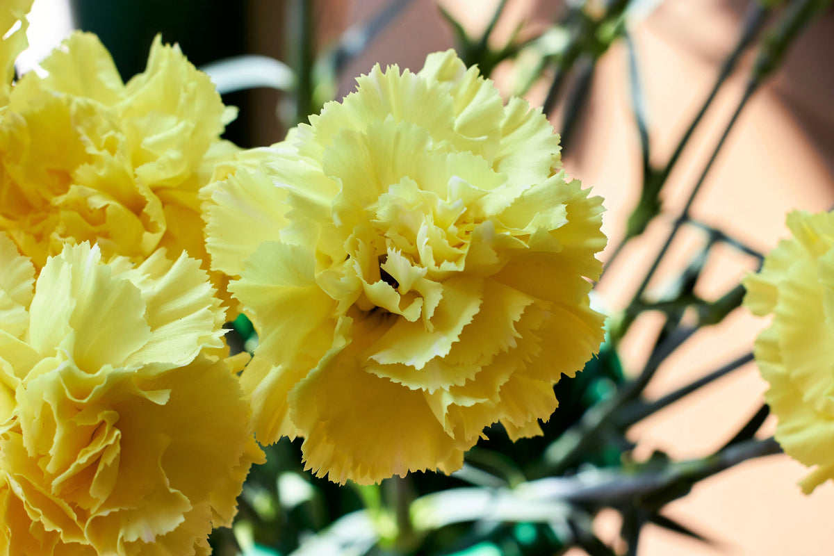 50 YELLOW CARNATION Dianthus Caryophyllus Grenadin Double Flower Seeds