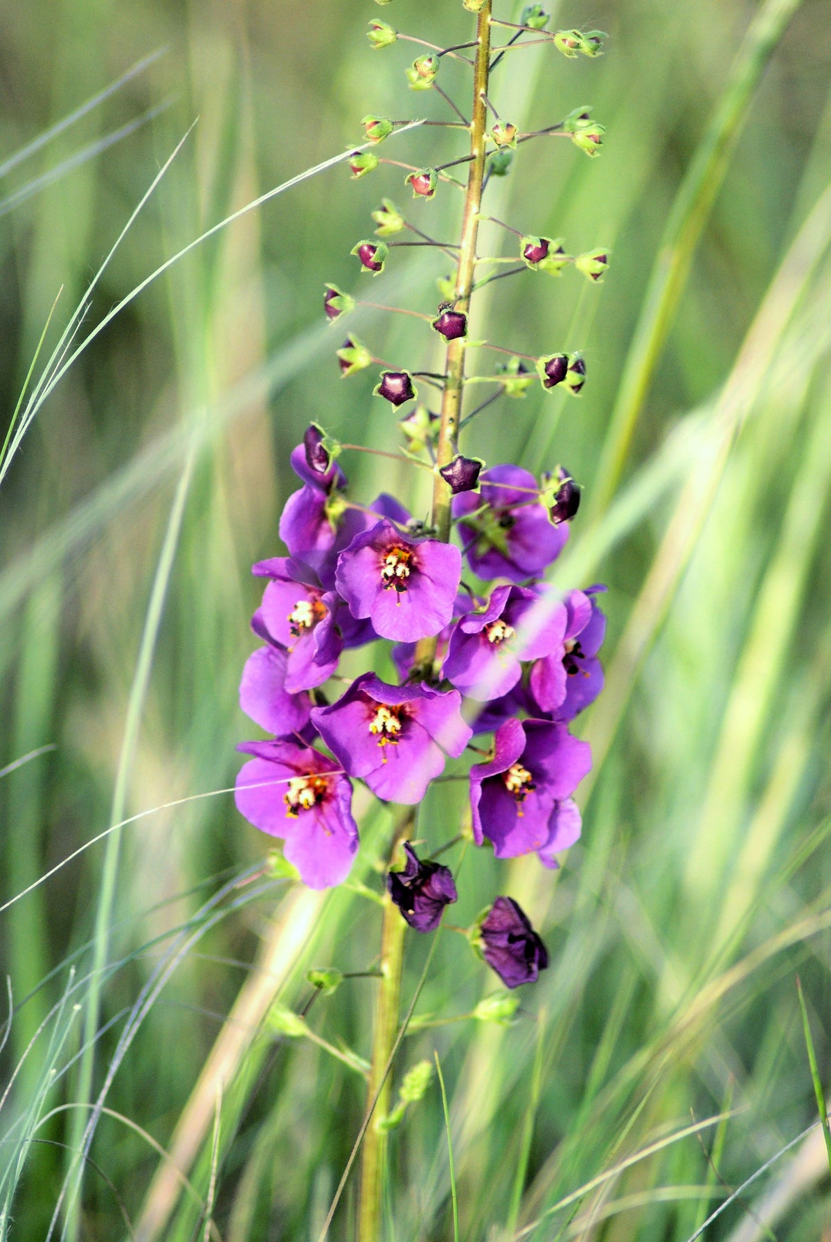 50 VIOLETTA VERBASCUM Phoeniceum Purple Mullein Nectar Flower Seeds
