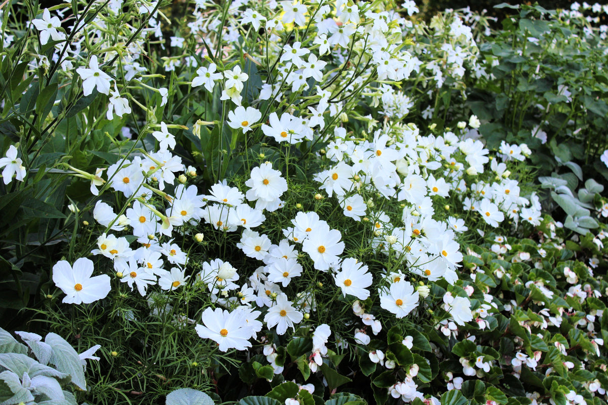 350 PURITY WHITE COSMOS Cosmos Bipinnatus Flower Seeds