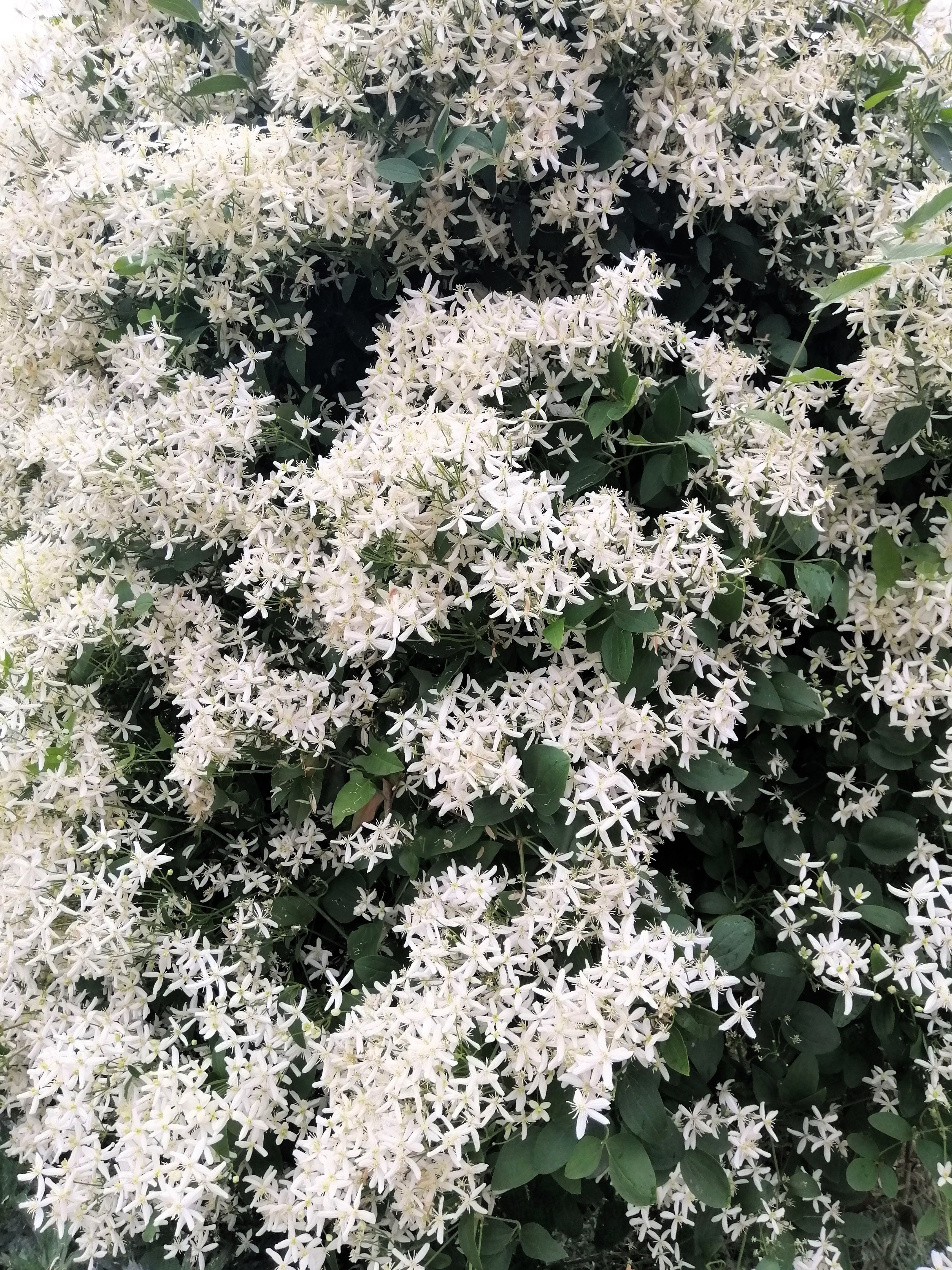 20 SWEET AUTUMN CLEMATIS Paniculata Fragrant White Flower Vine Seeds